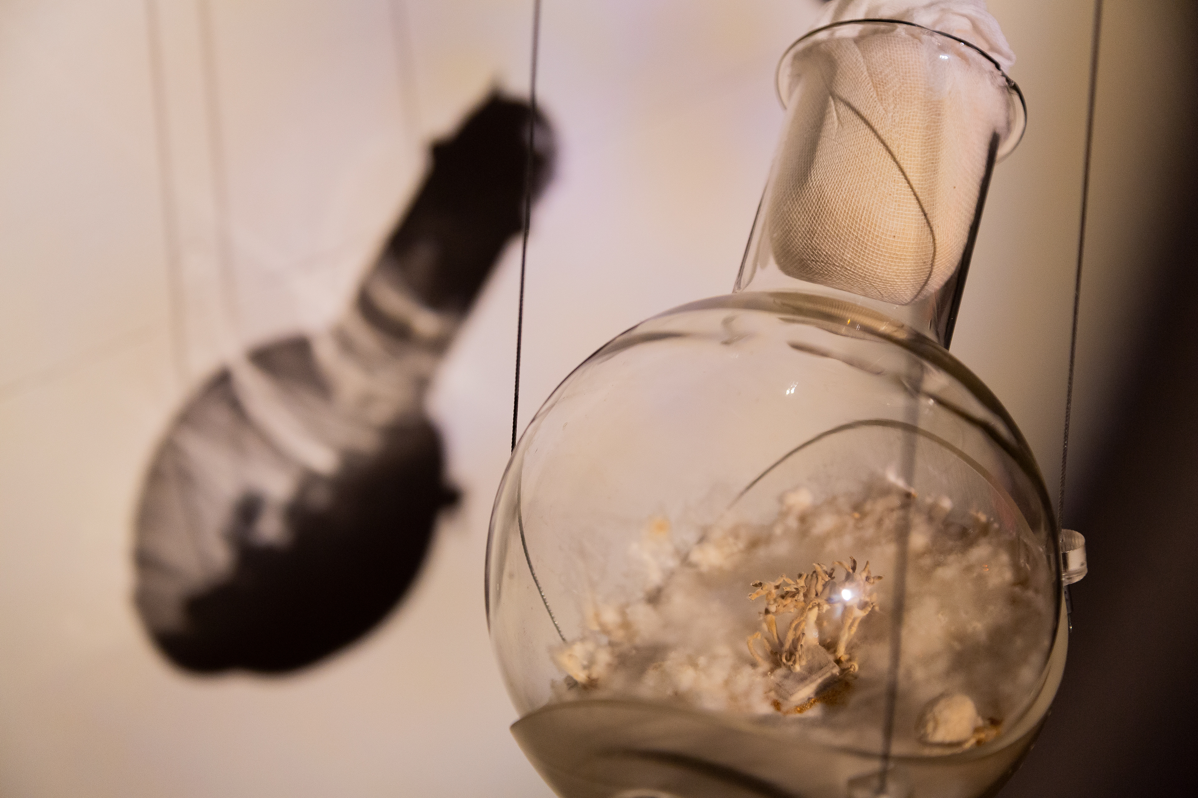 Myco Resilience Fiction'. Instalación escultórica, sonora y audiovisual en MuséeL Universidad Católica de Lovaina. 2022 - Bélgica