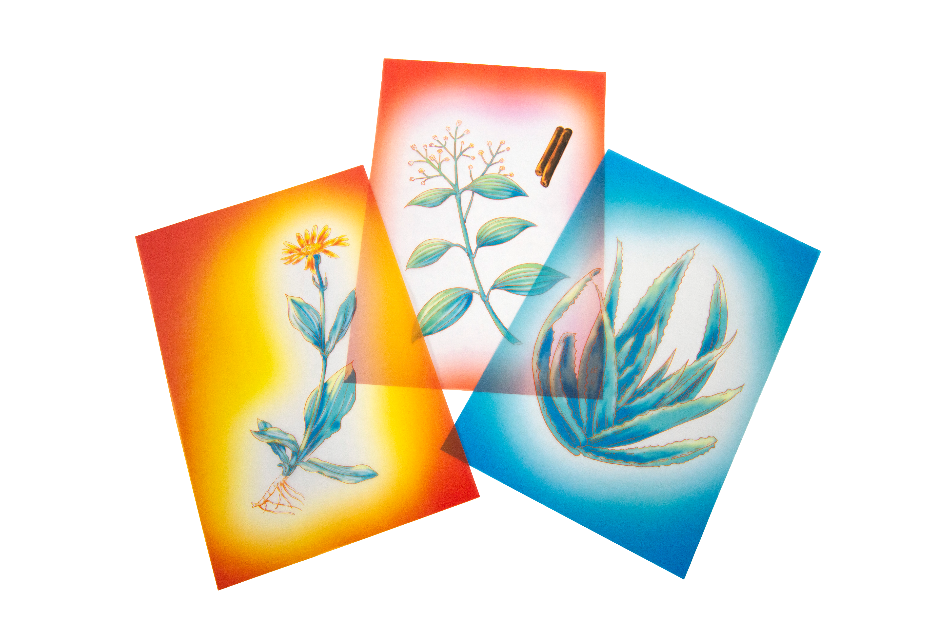 Illustrations (Arnica, Cinnamon, Aloe Vera)