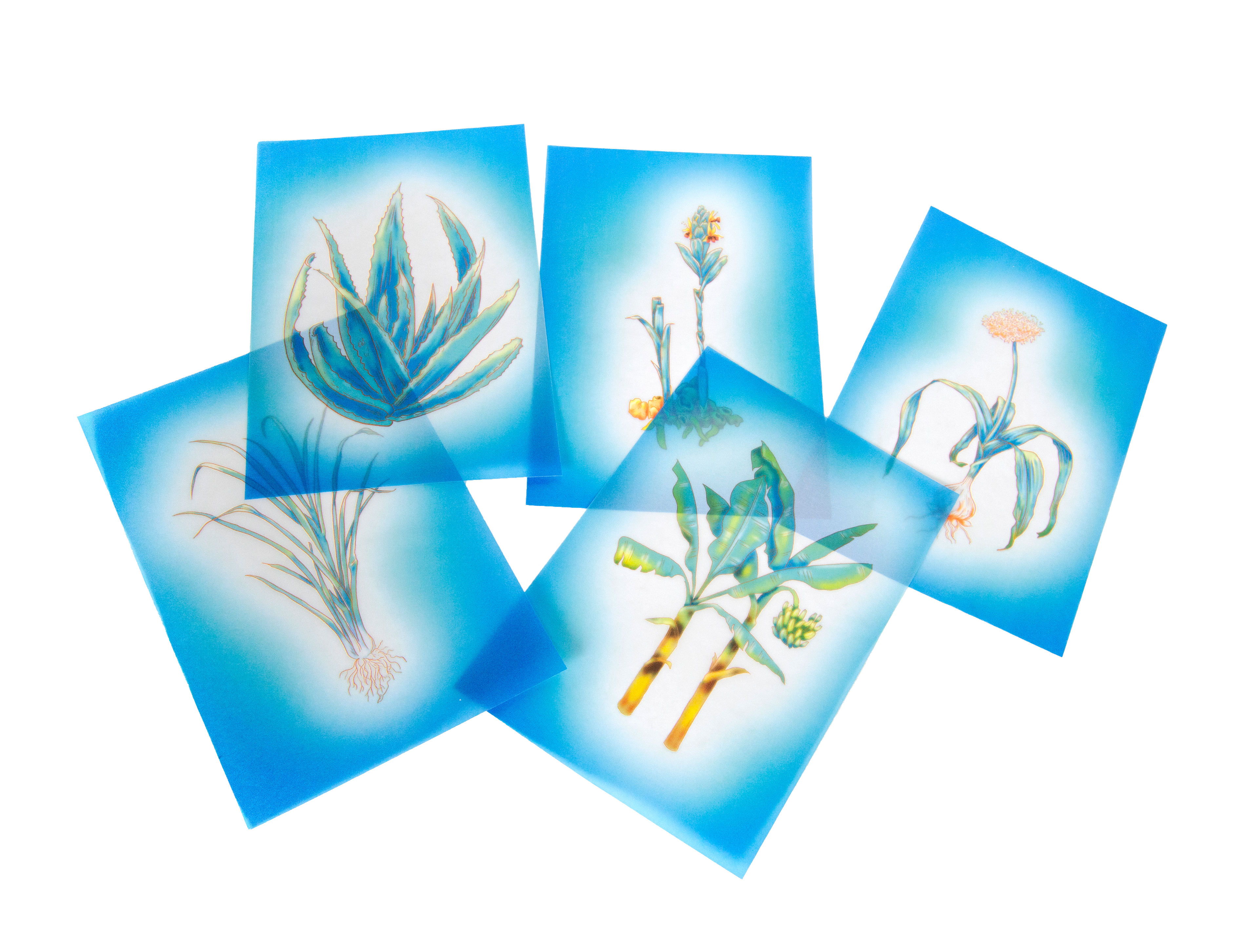Monocots (Aloe Vera, Ginger, Garlic, Lemongrass, Plantain)