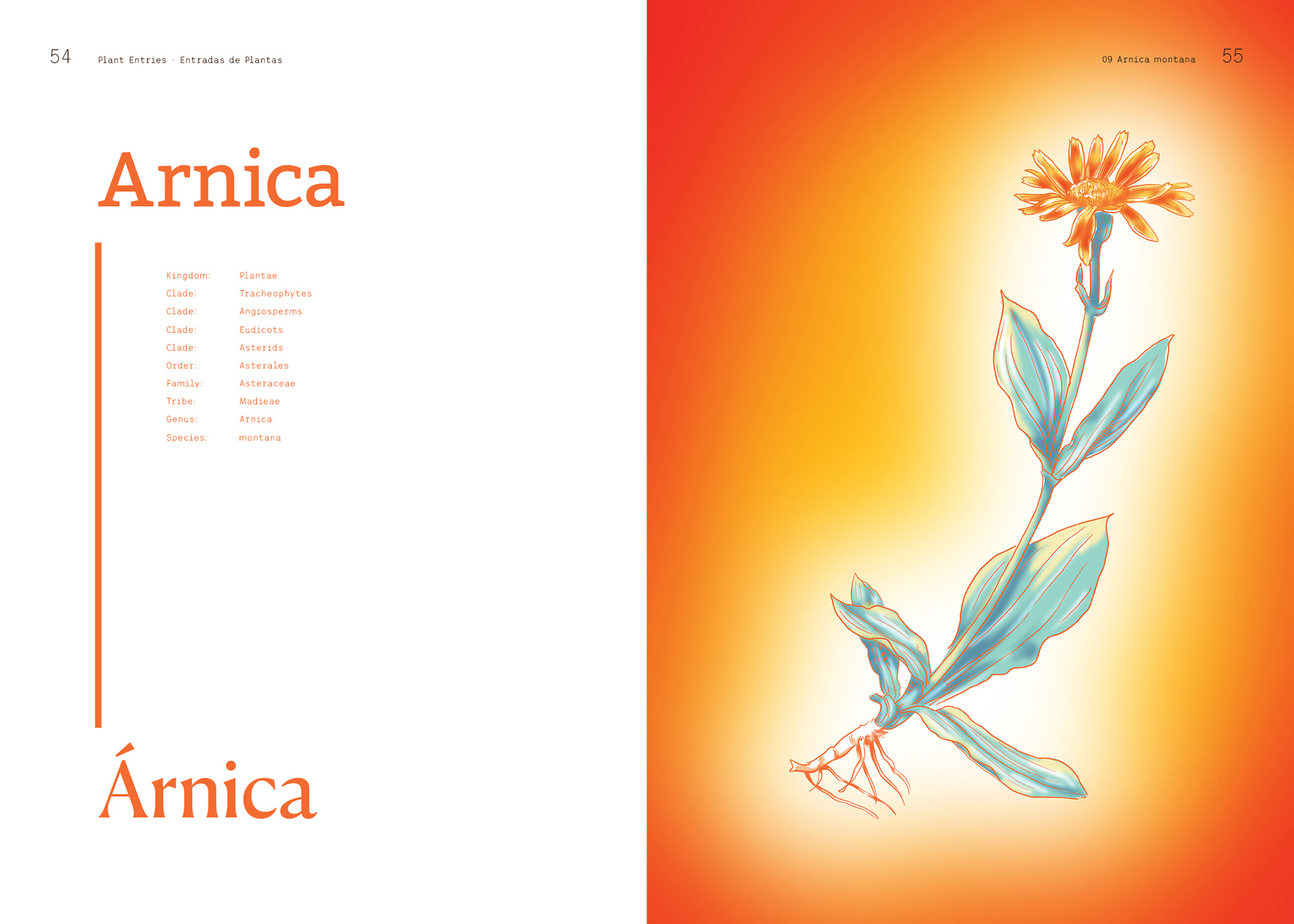 Arnica Introduction Spread