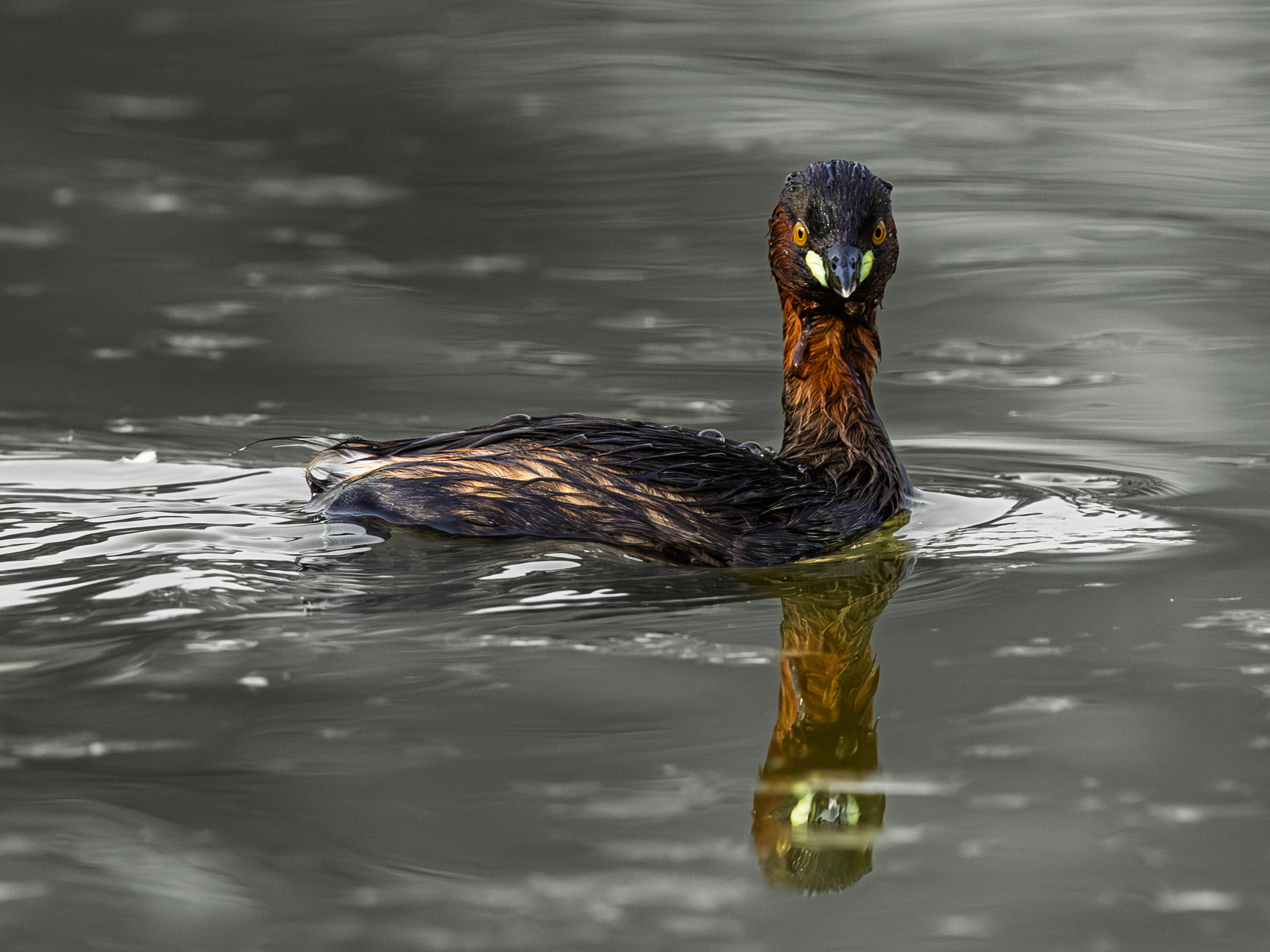 Little Grebe staring at the camera in Al Qudra Lake.