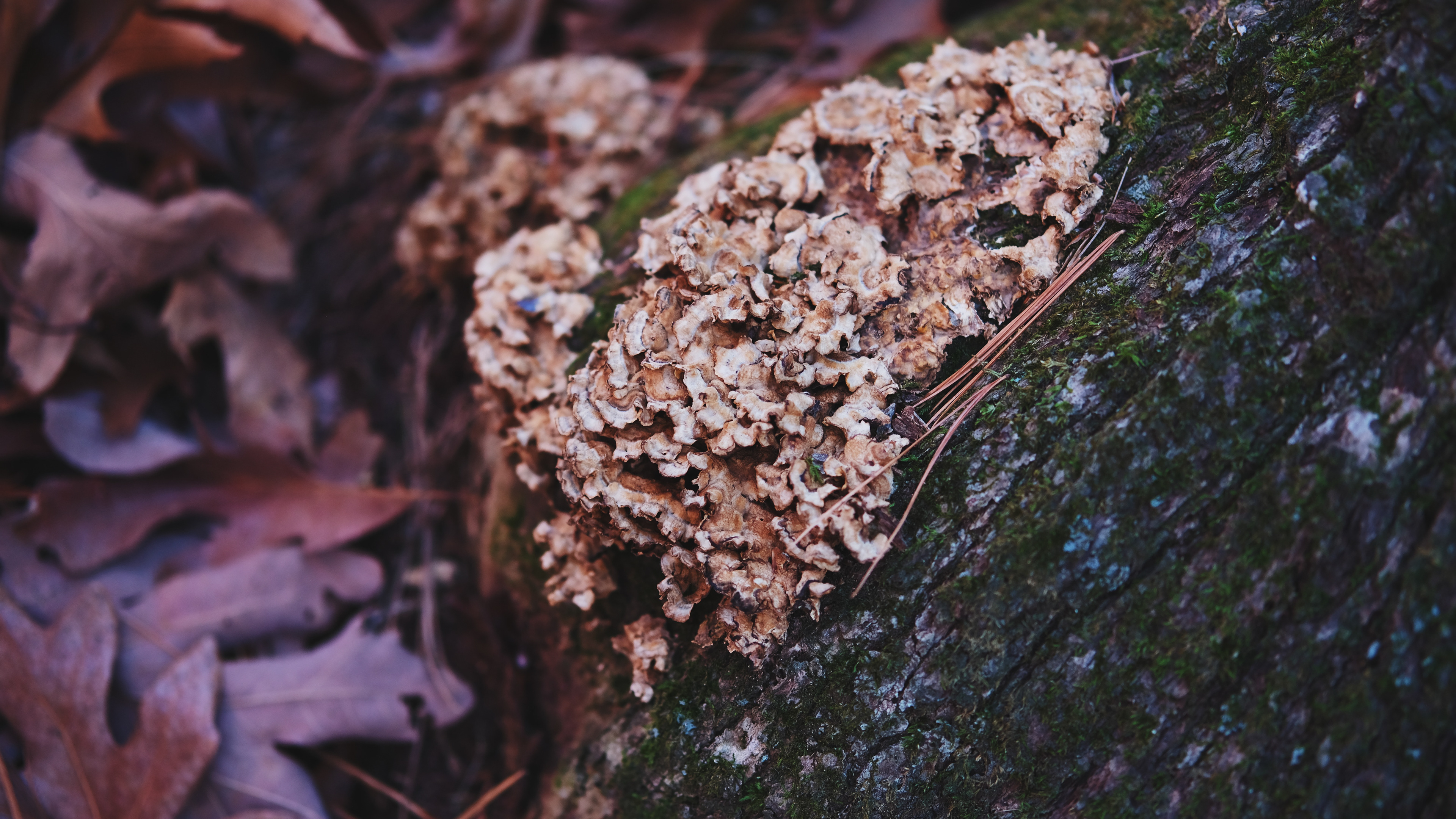 Earthwise Aware nature walk || Middlesex Fells || December 2024