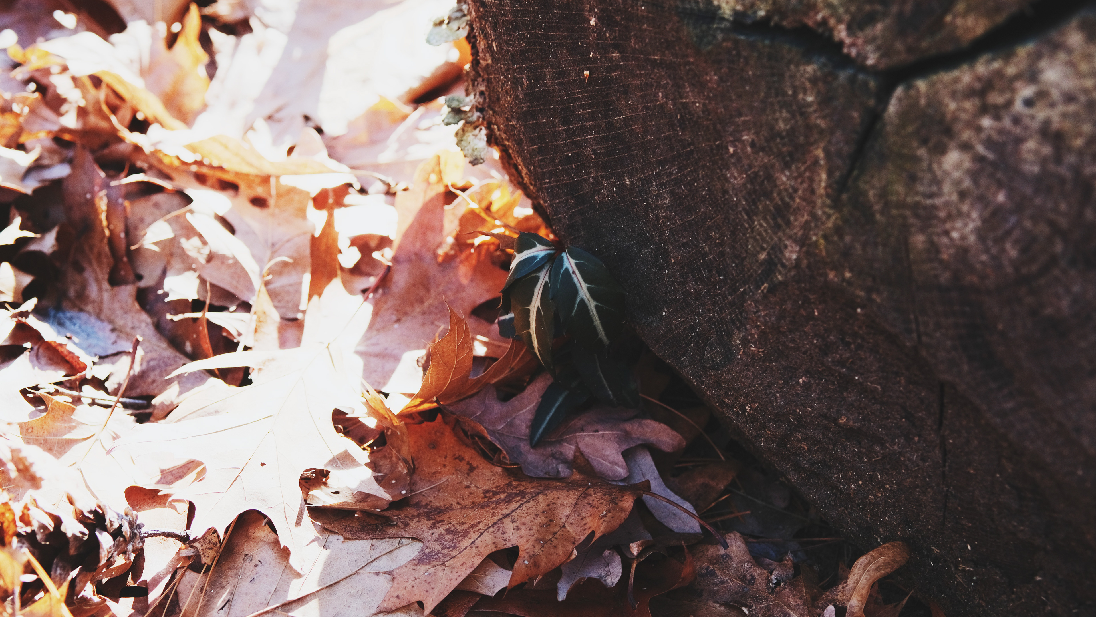 Earthwise Aware nature walk || Middlesex Fells || December 2024