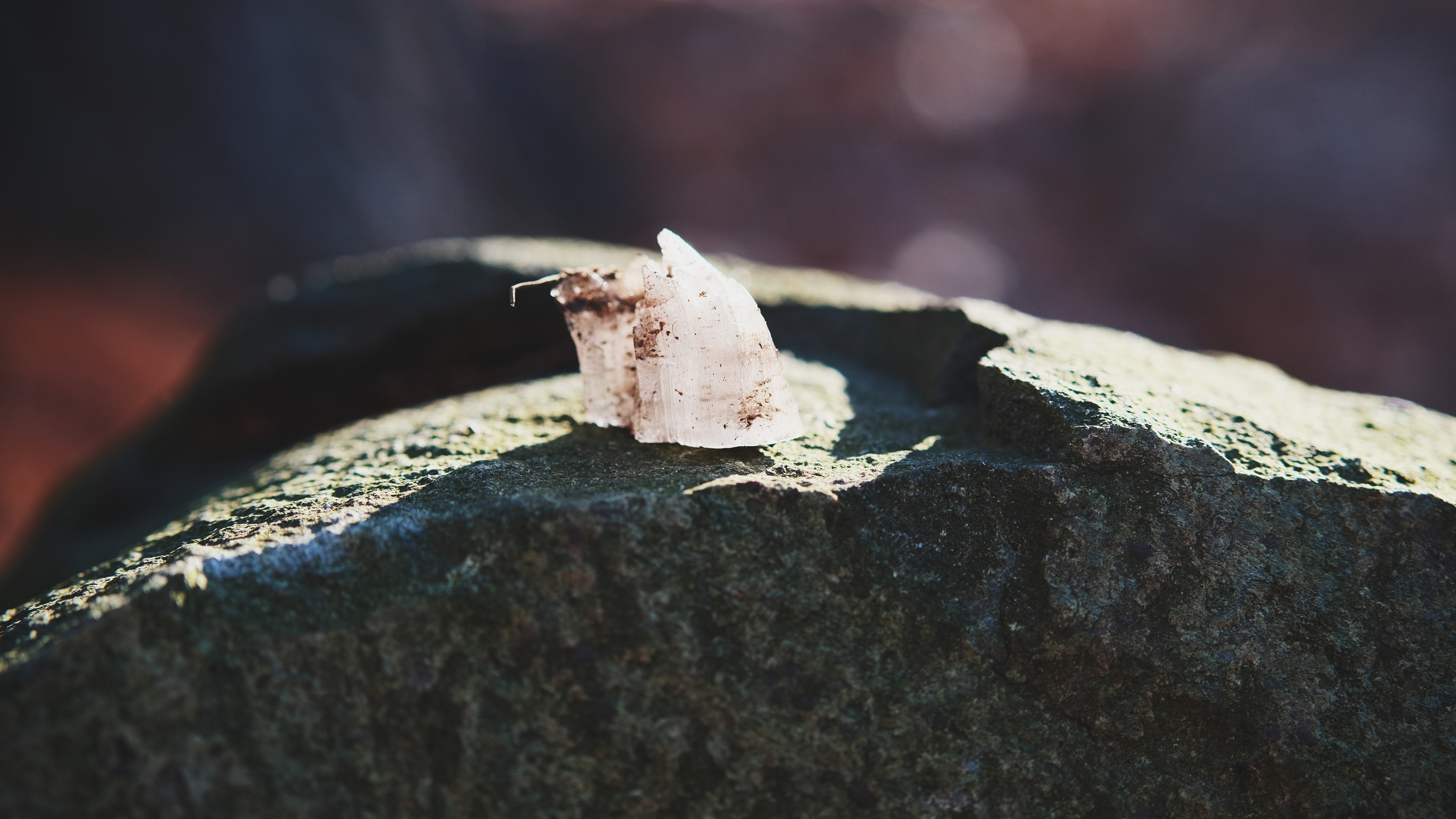 Earthwise Aware nature walk || Middlesex Fells || December 2024