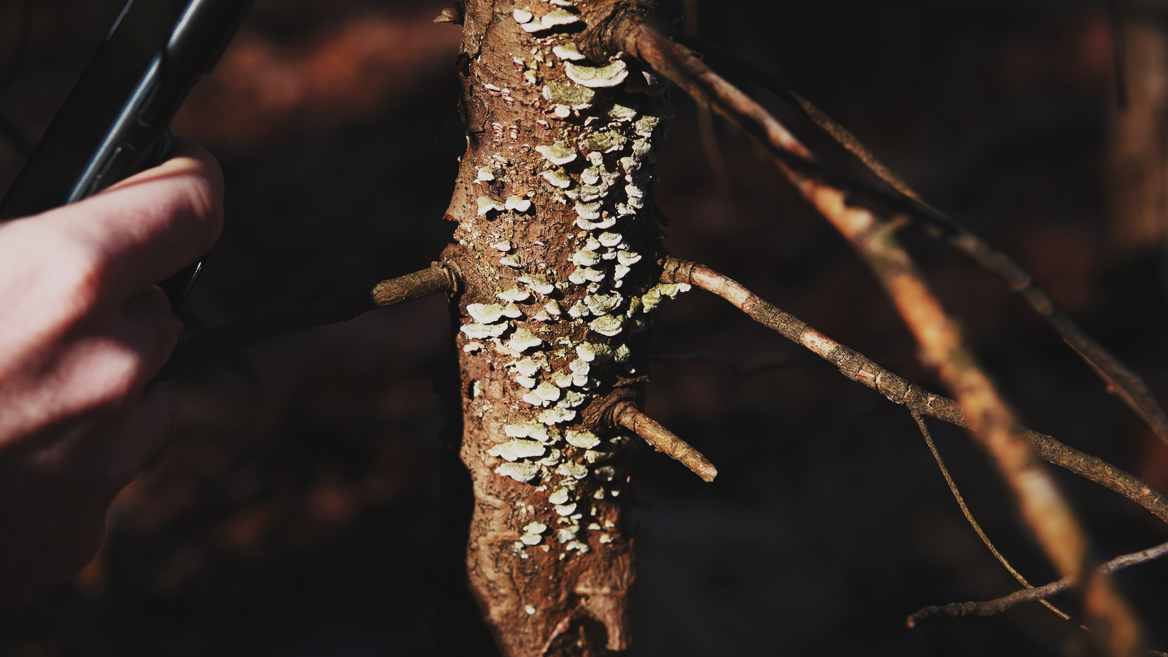 Earthwise Aware nature walk || Middlesex Fells || December 2024