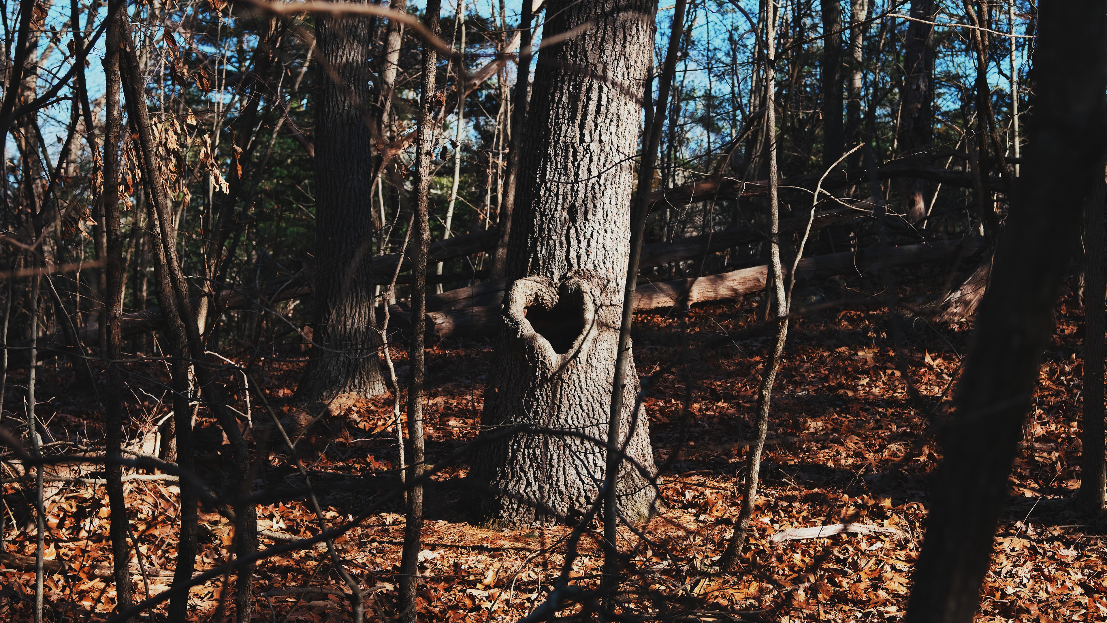 Earthwise Aware nature walk || Middlesex Fells || December 2024