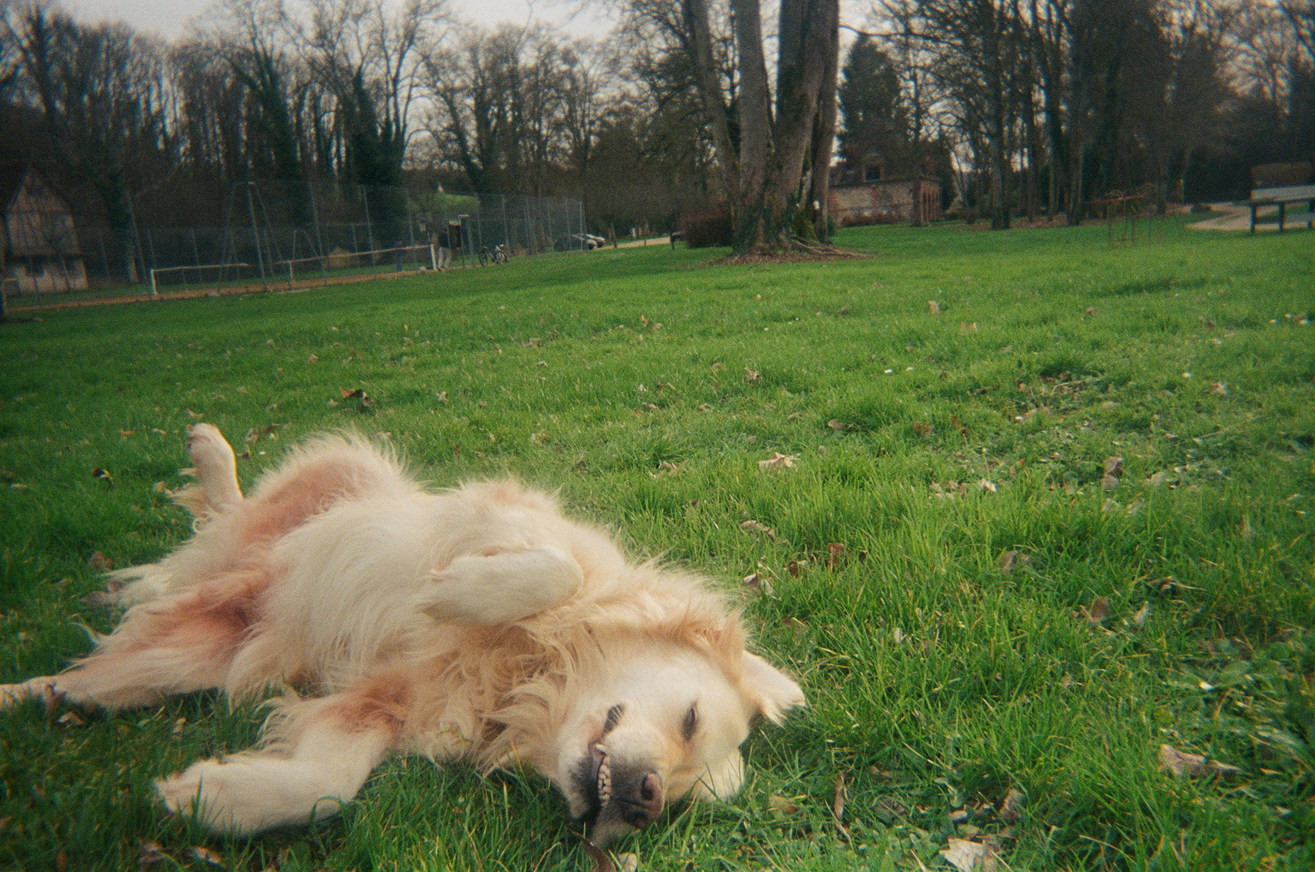 Stella the chateau dog || Château De Rosay || February 2024 || Rosay-sur-Lieure, France || on film