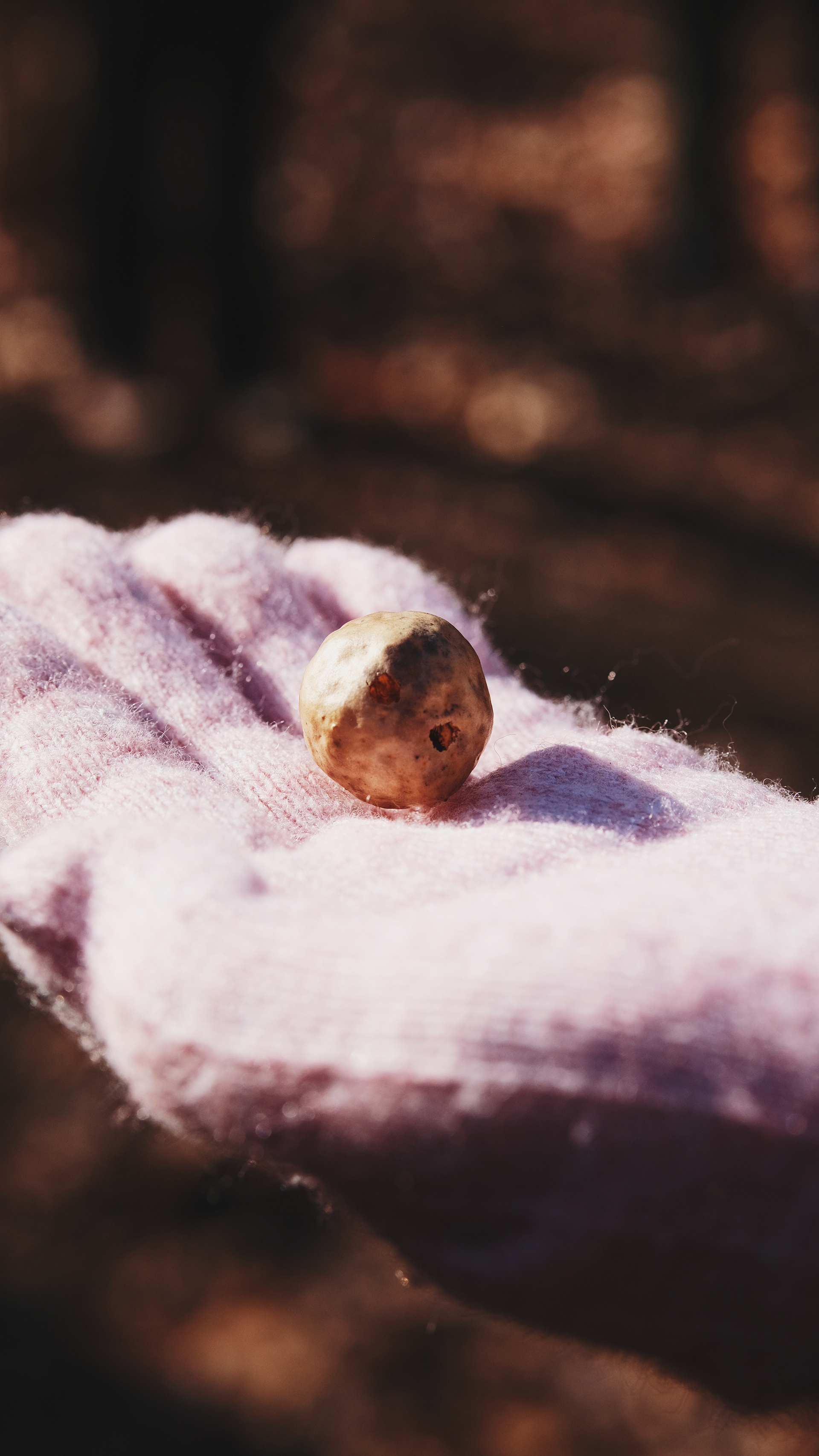 Earthwise Aware nature walk || Middlesex Fells || December 2024