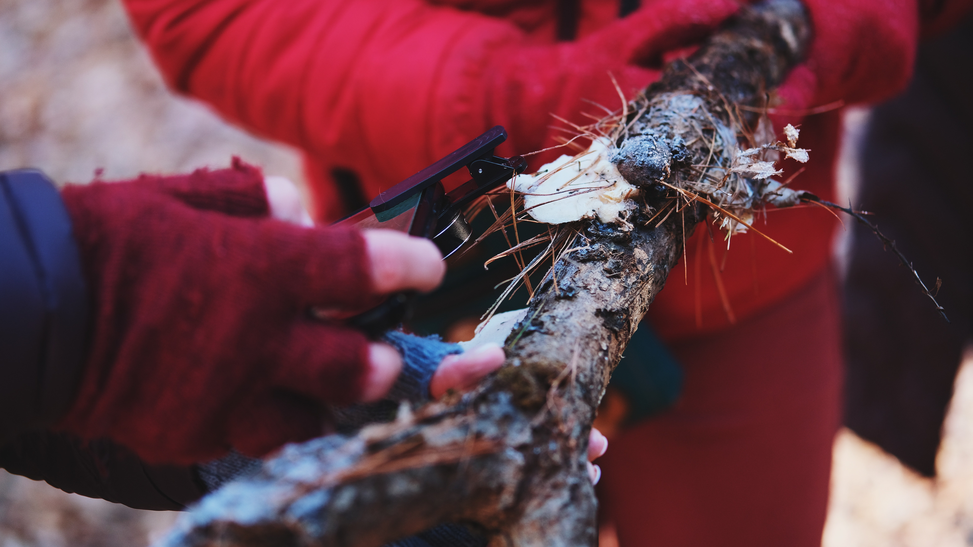 Earthwise Aware nature walk || Middlesex Fells || December 2024