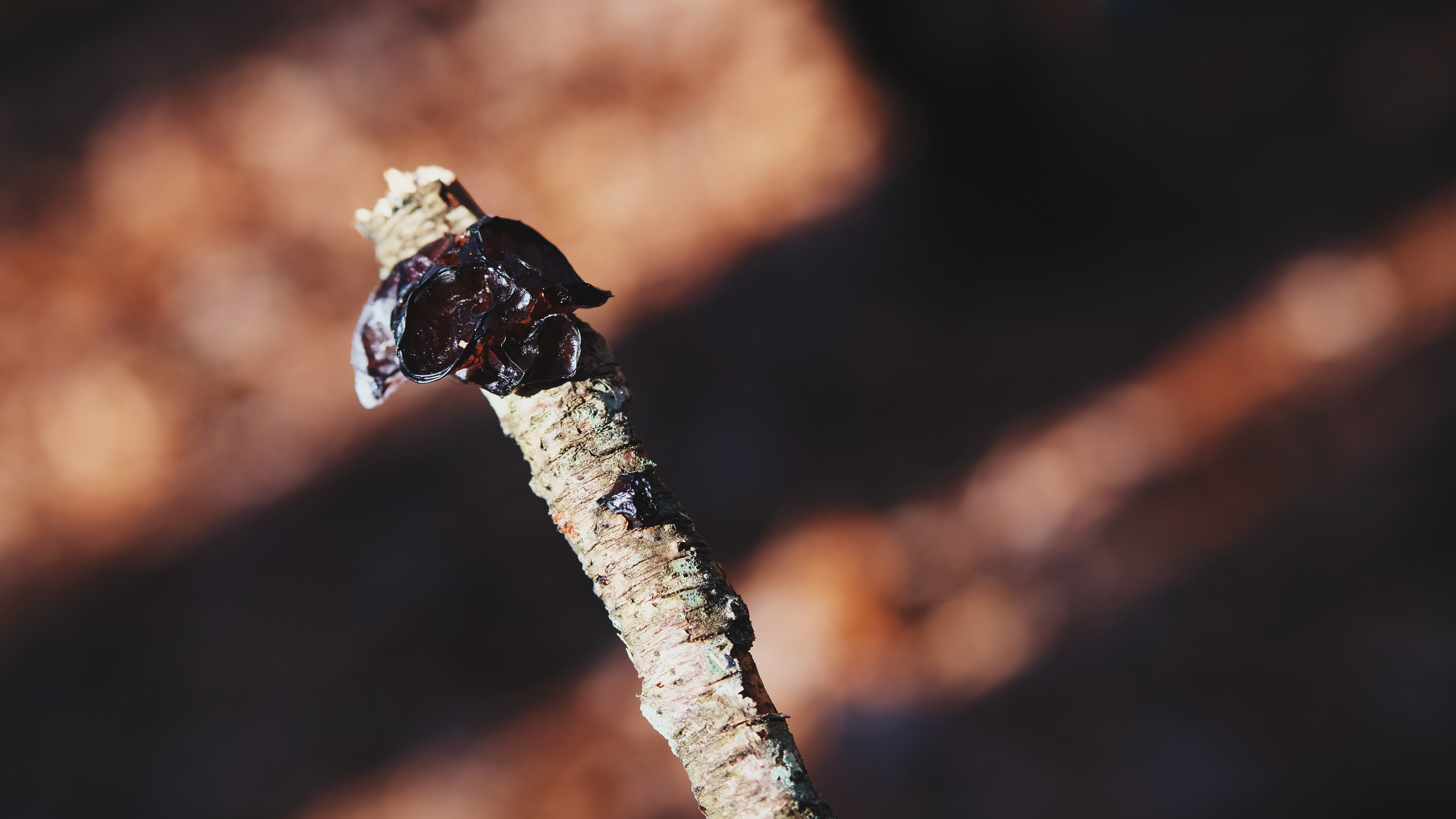 Earthwise Aware nature walk || Middlesex Fells || December 2024