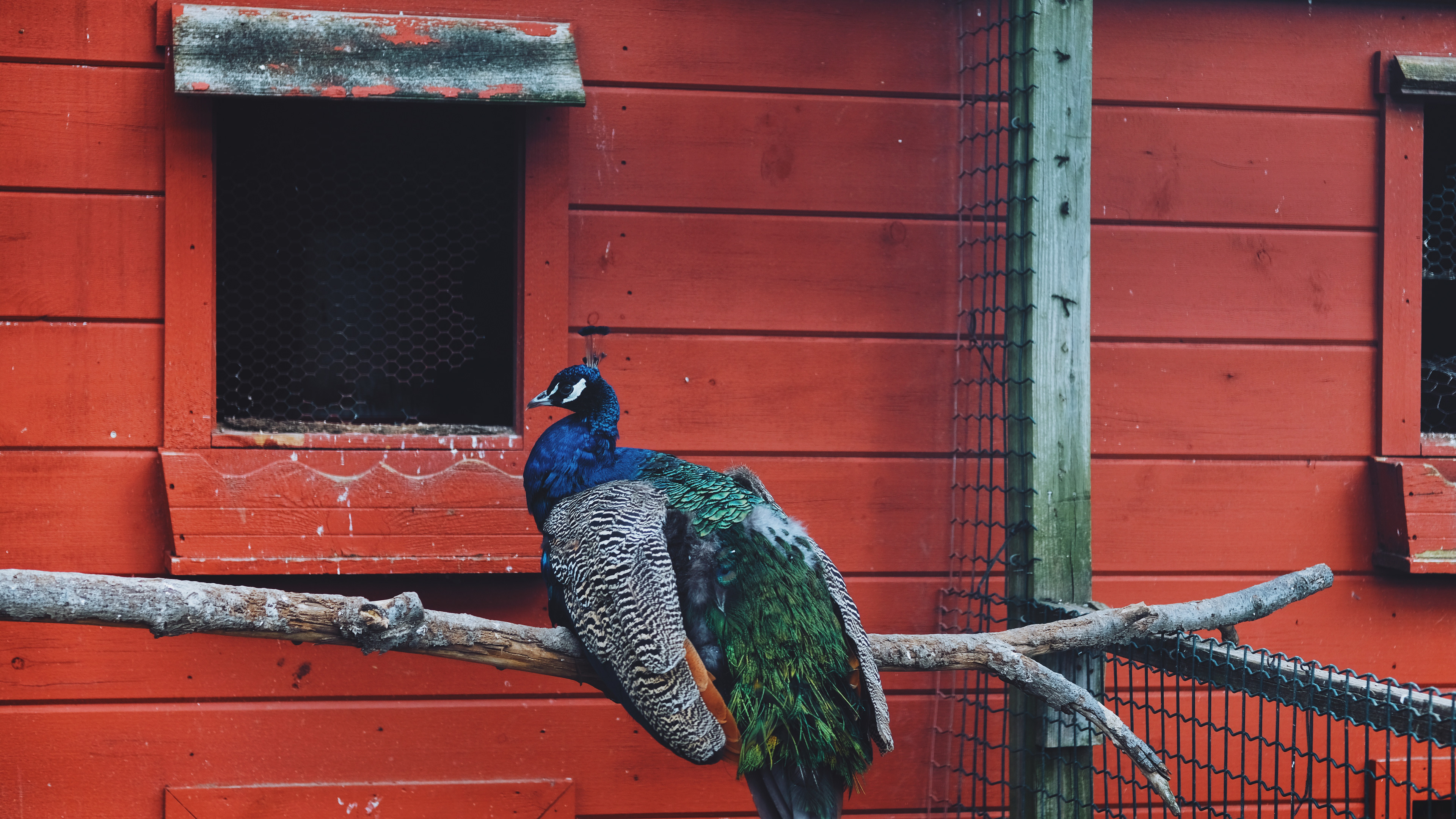 peacock || North Andover, MA || Smolak Farms
