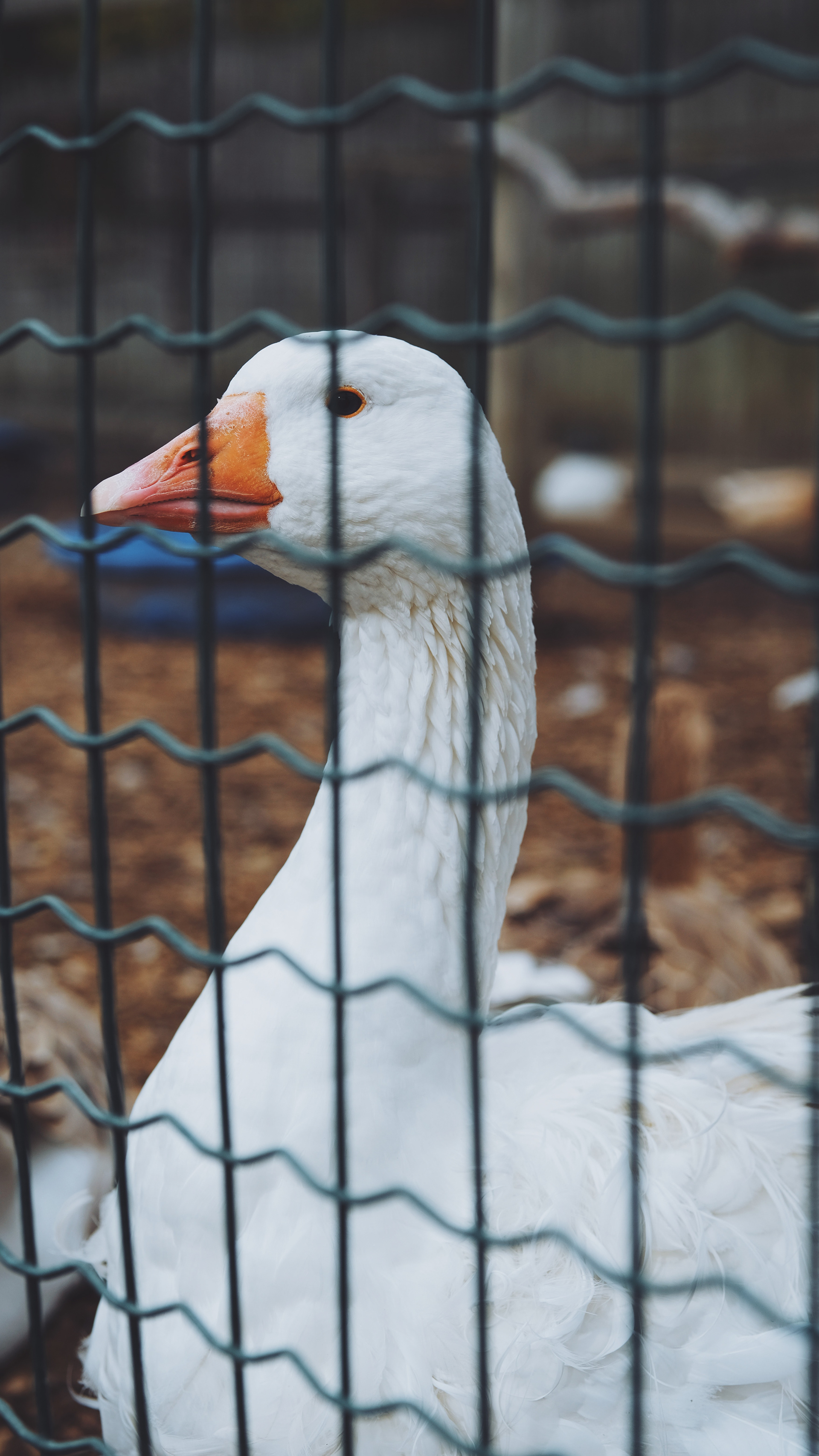 goose || North Andover, MA || Smolak Farms