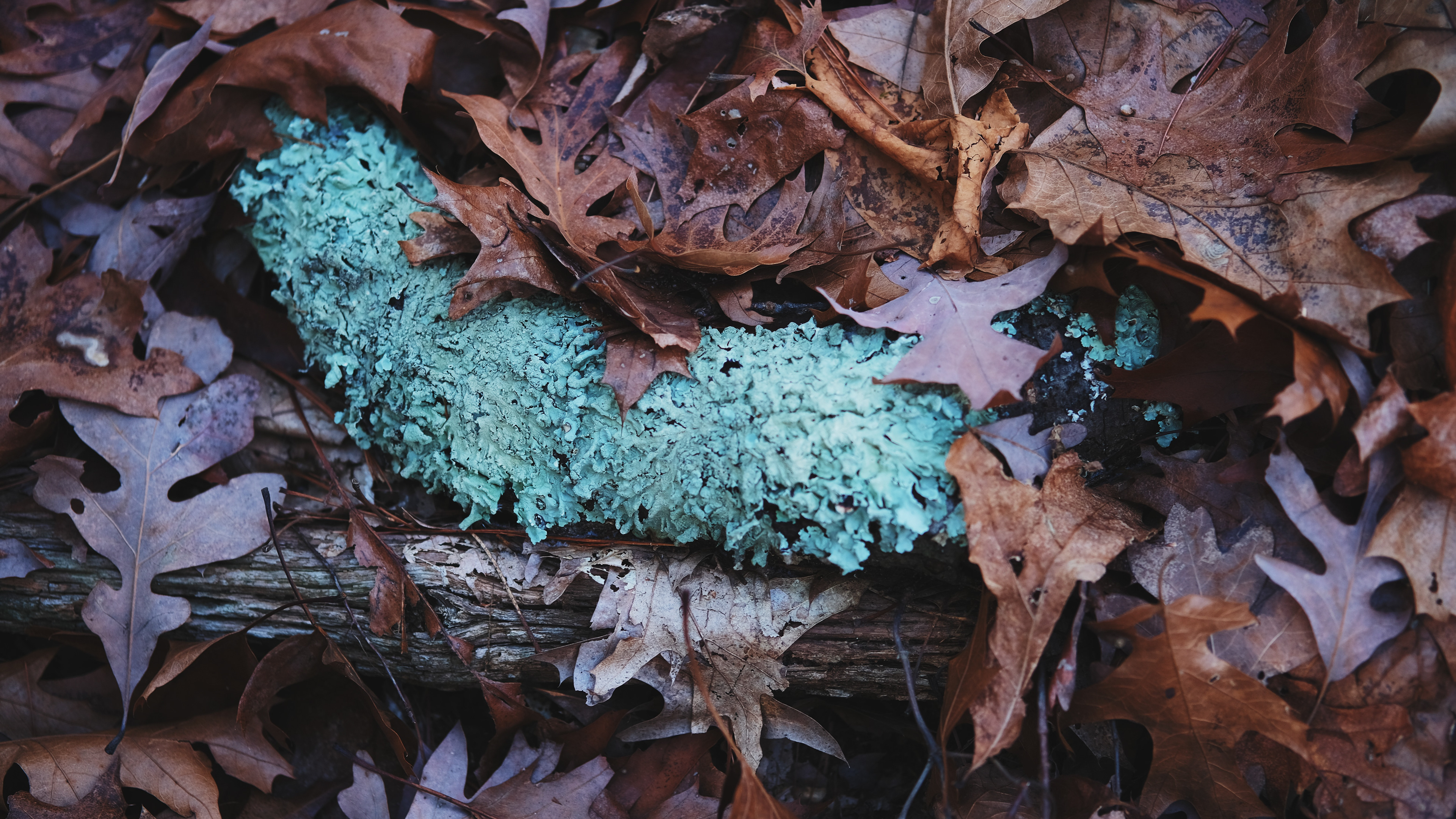 Earthwise Aware nature walk || Middlesex Fells || December 2024