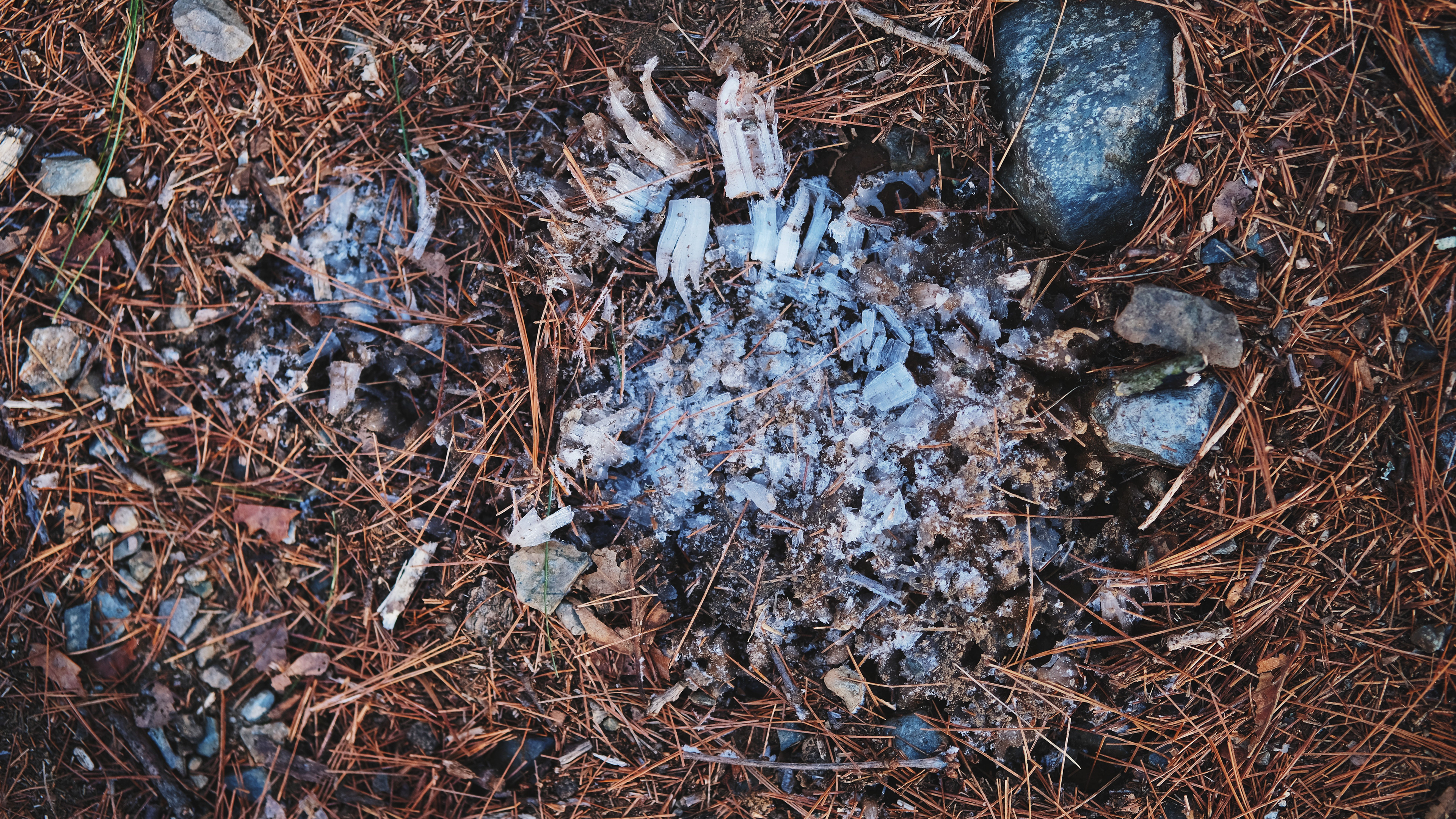 Earthwise Aware nature walk || Middlesex Fells || December 2024