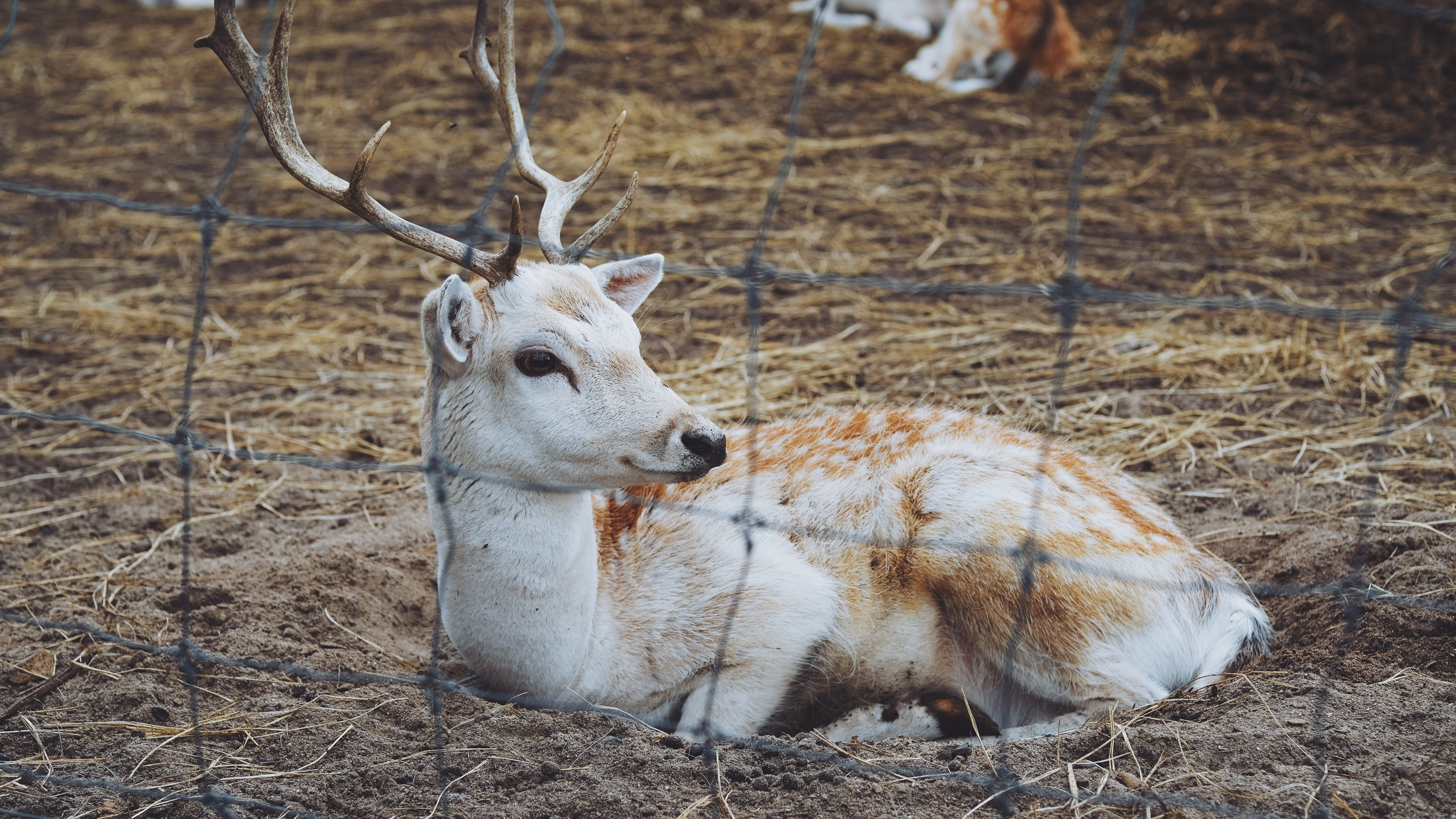 deer || North Andover, MA || Smolak Farms
