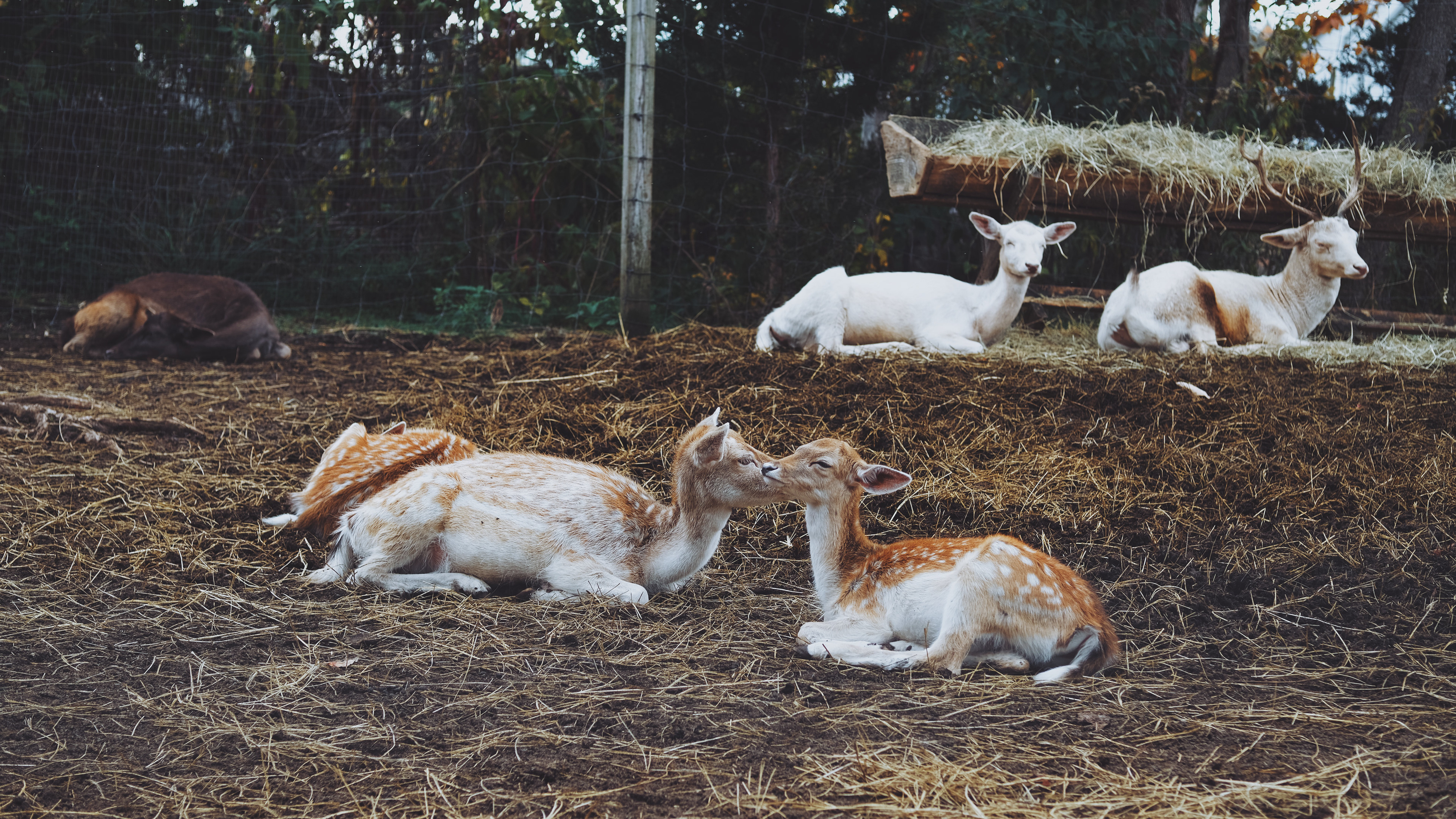 deer || North Andover, MA || Smolak Farms