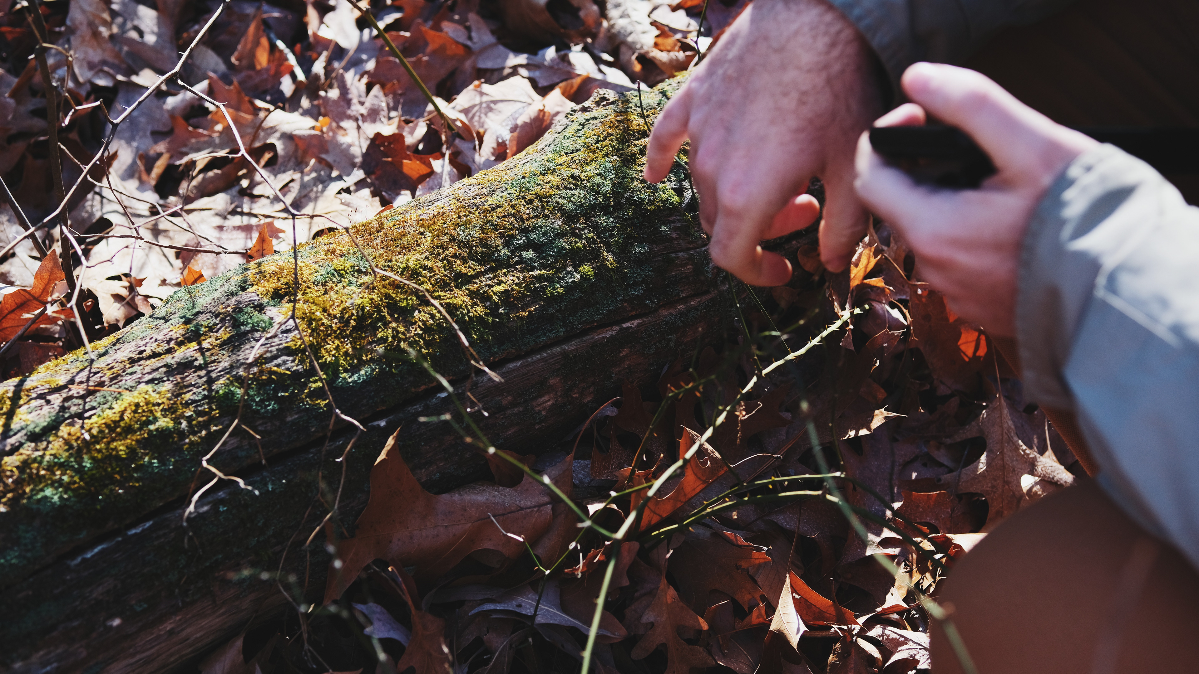 Earthwise Aware nature walk || Middlesex Fells || December 2024