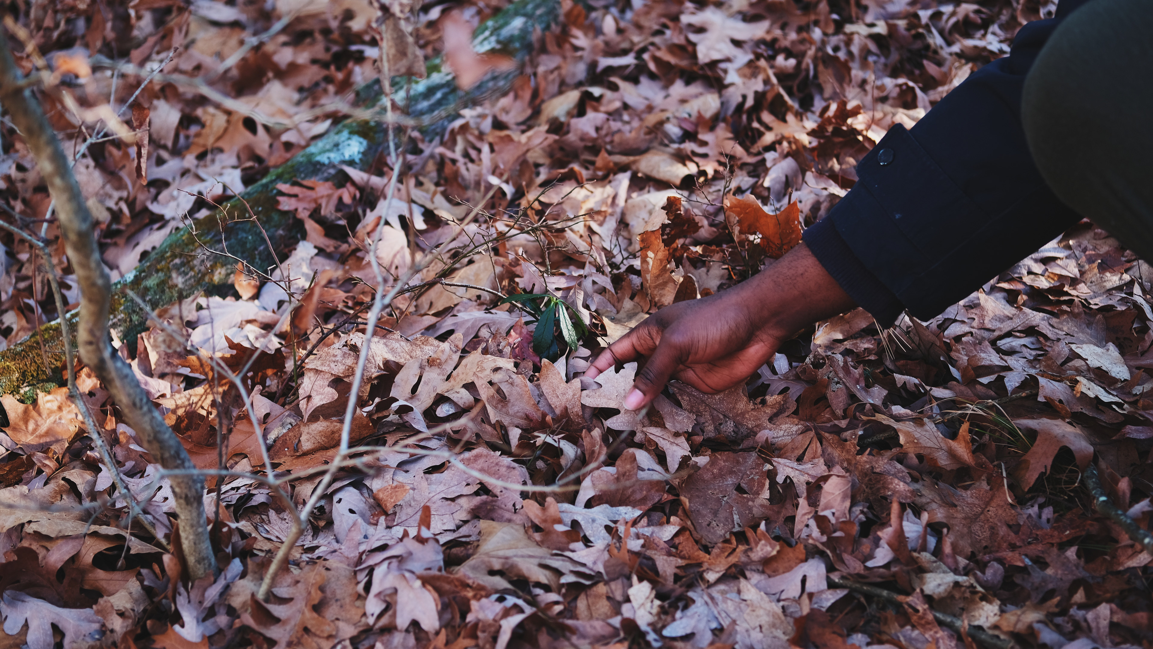 Earthwise Aware nature walk || Middlesex Fells || December 2024