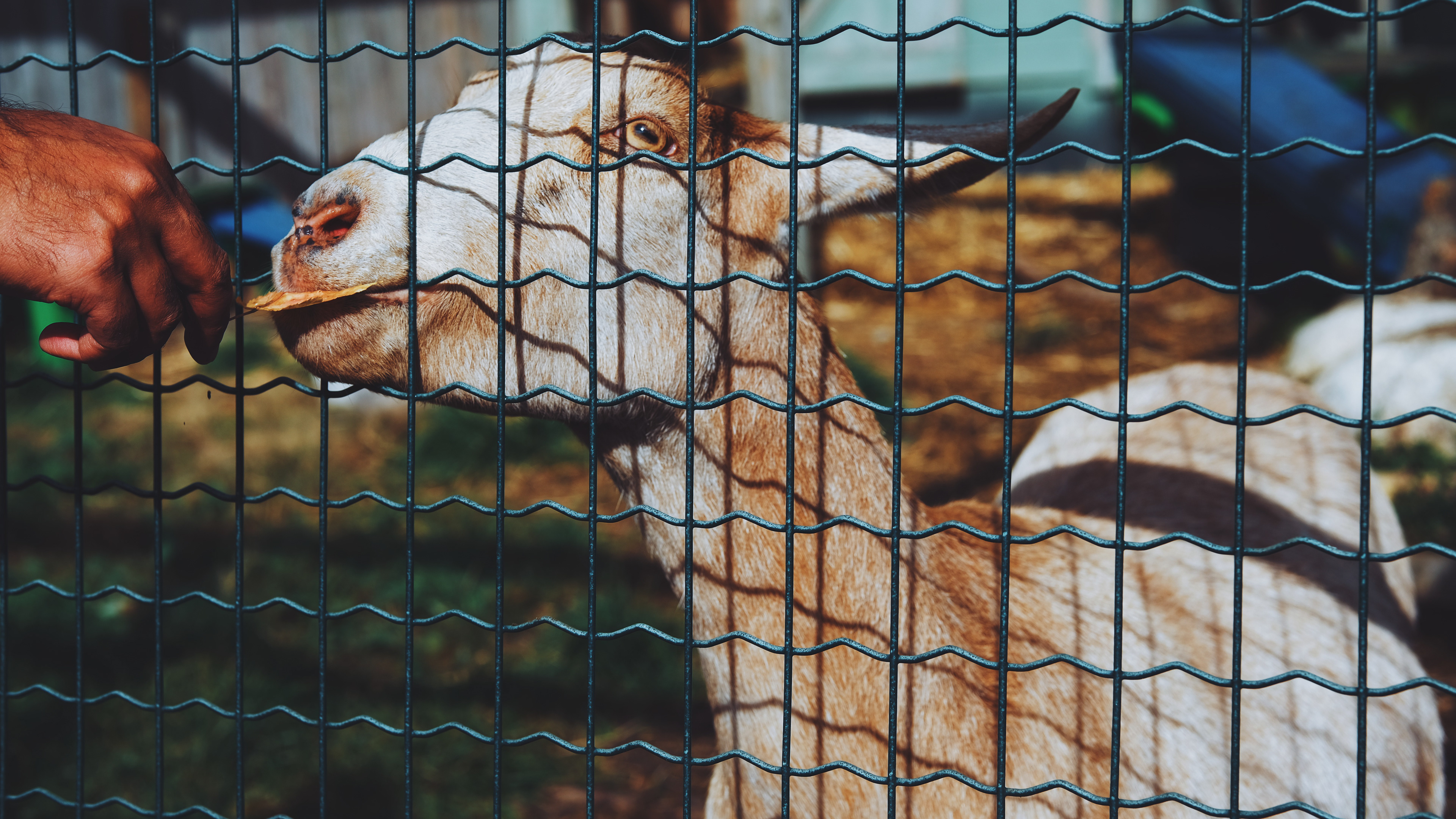 goat || North Andover, MA || Smolak Farms