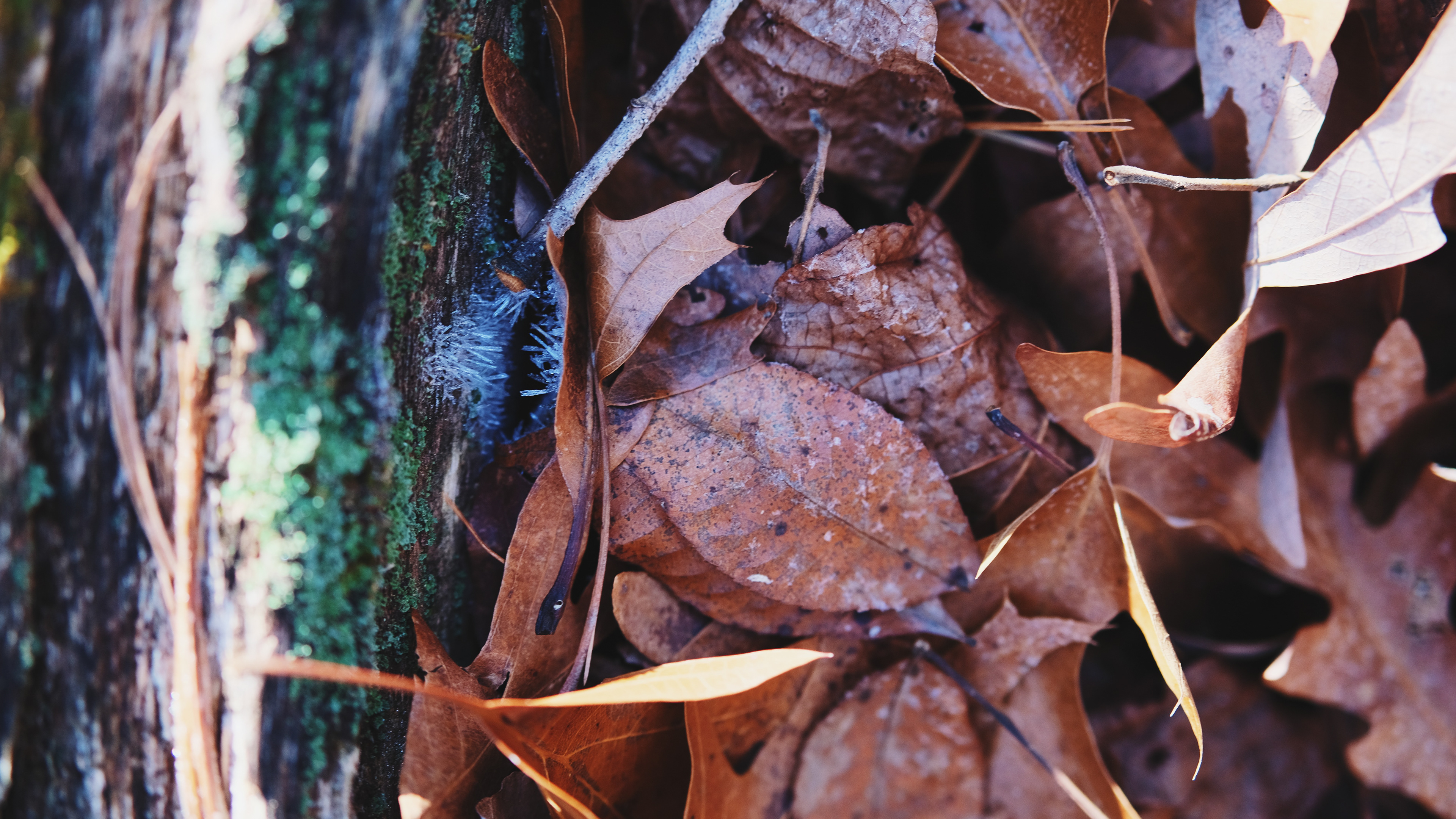 Earthwise Aware nature walk || Middlesex Fells || December 2024