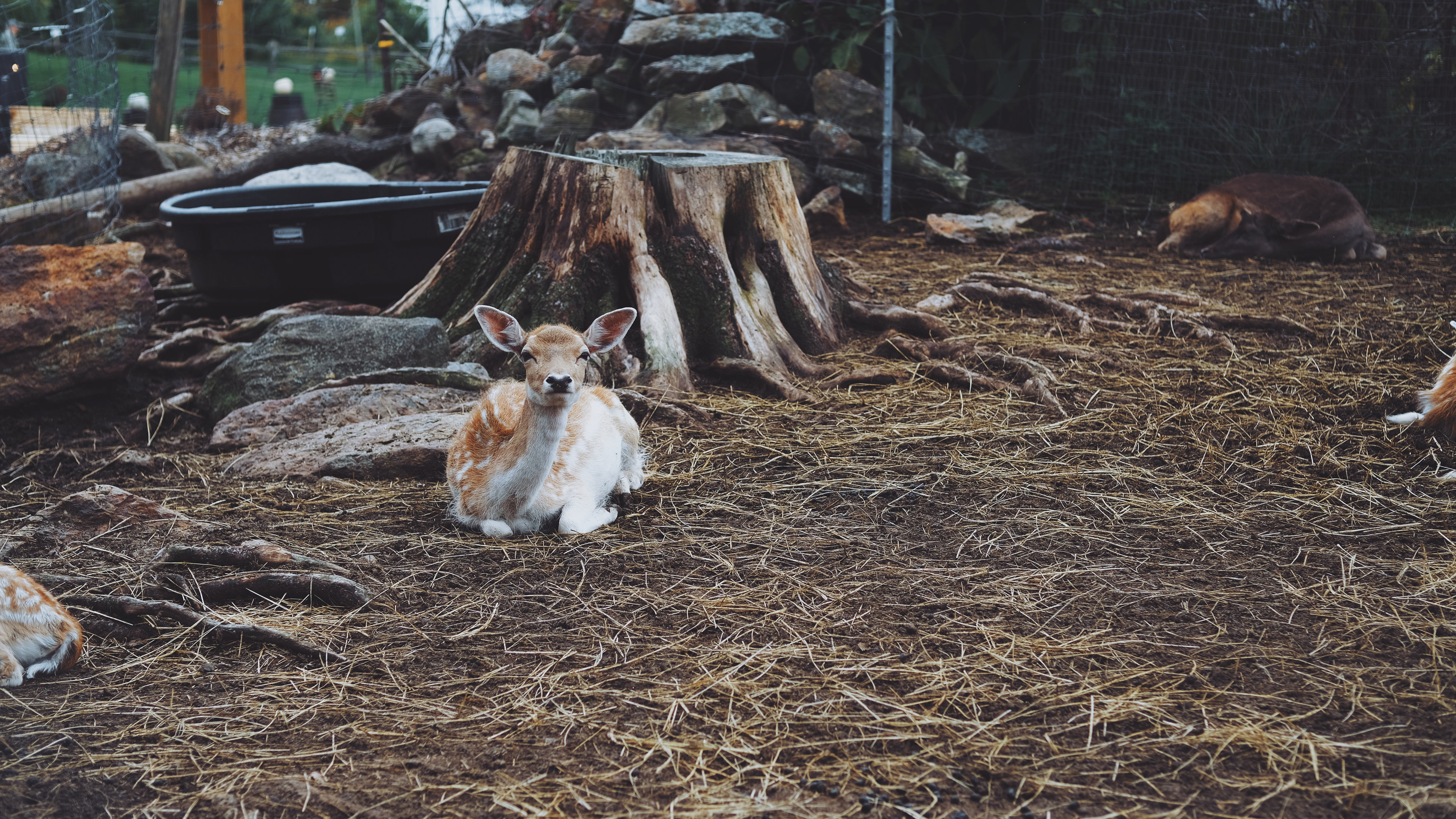 deer || North Andover, MA || Smolak Farms
