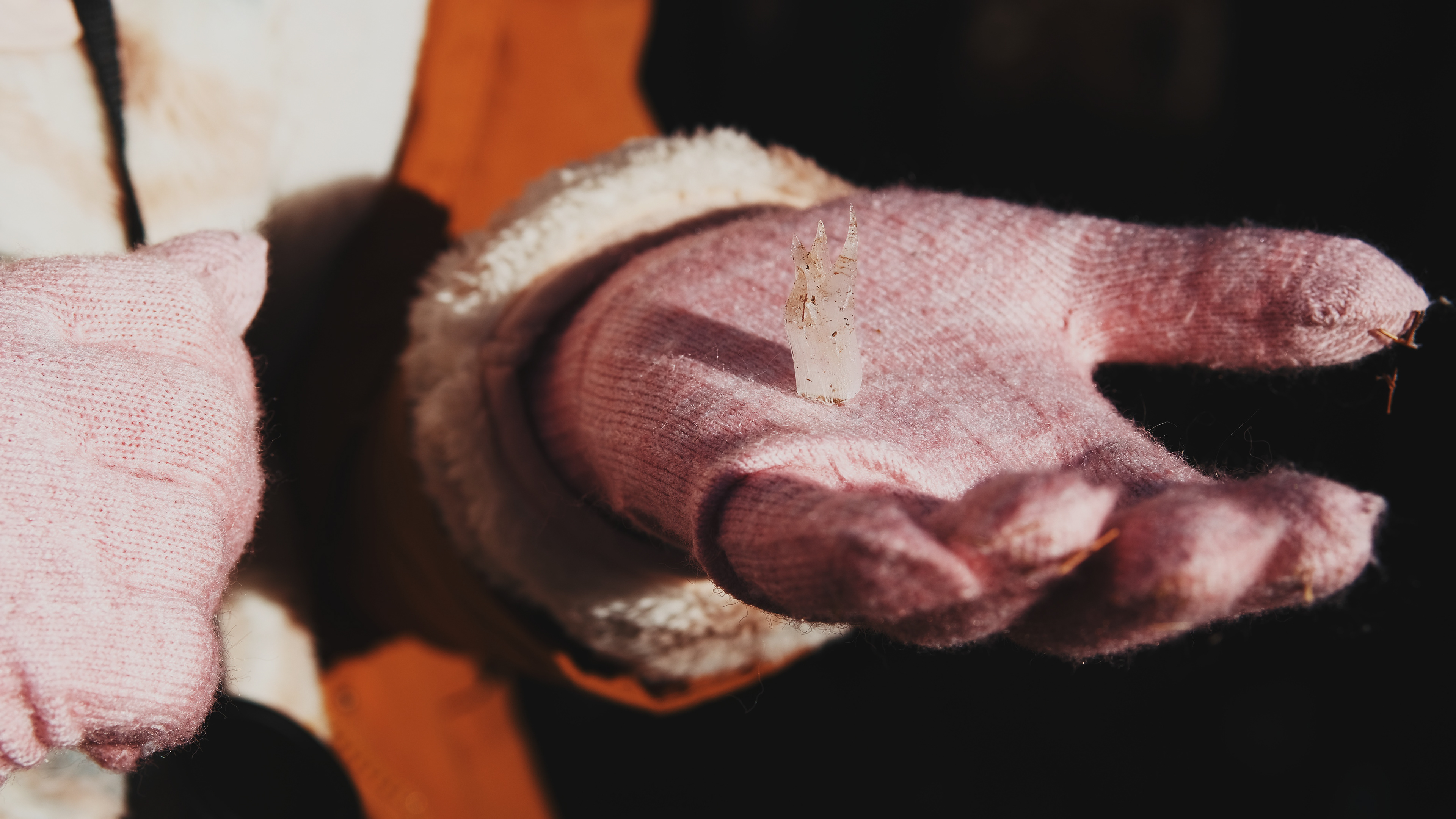 Earthwise Aware nature walk || Middlesex Fells || December 2024