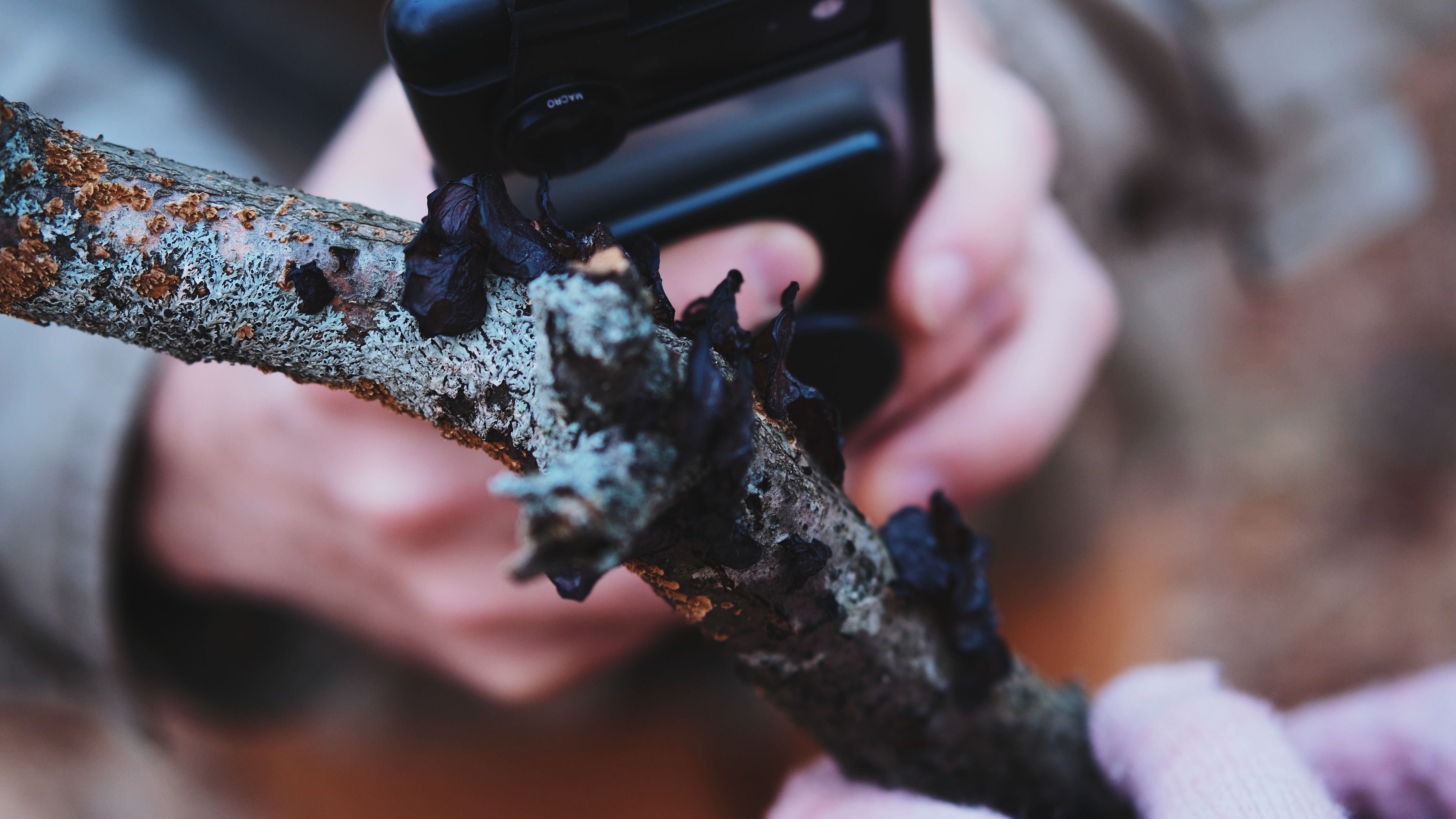 Earthwise Aware nature walk || Middlesex Fells || December 2024