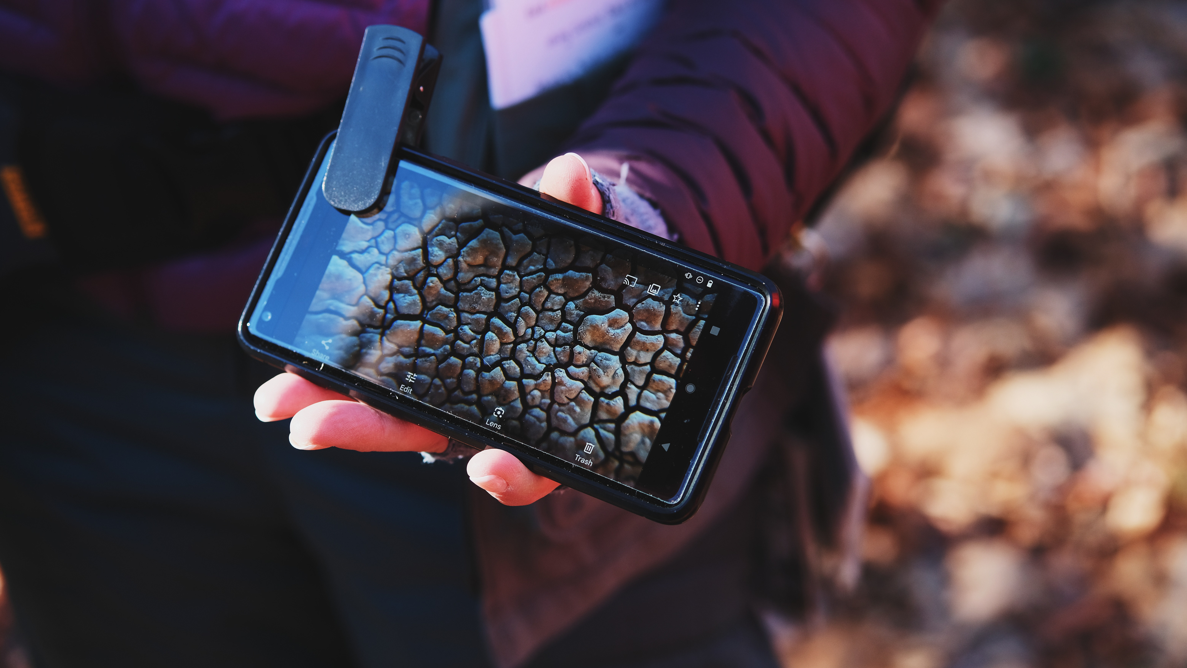 Earthwise Aware nature walk || Middlesex Fells || December 2024