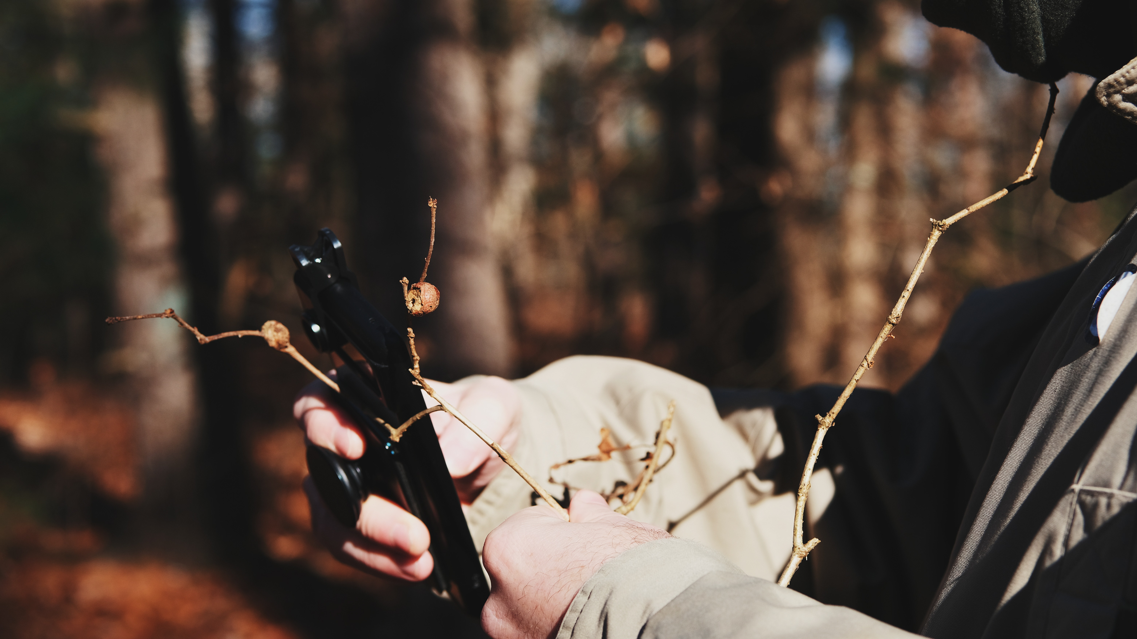 Earthwise Aware nature walk || Middlesex Fells || December 2024