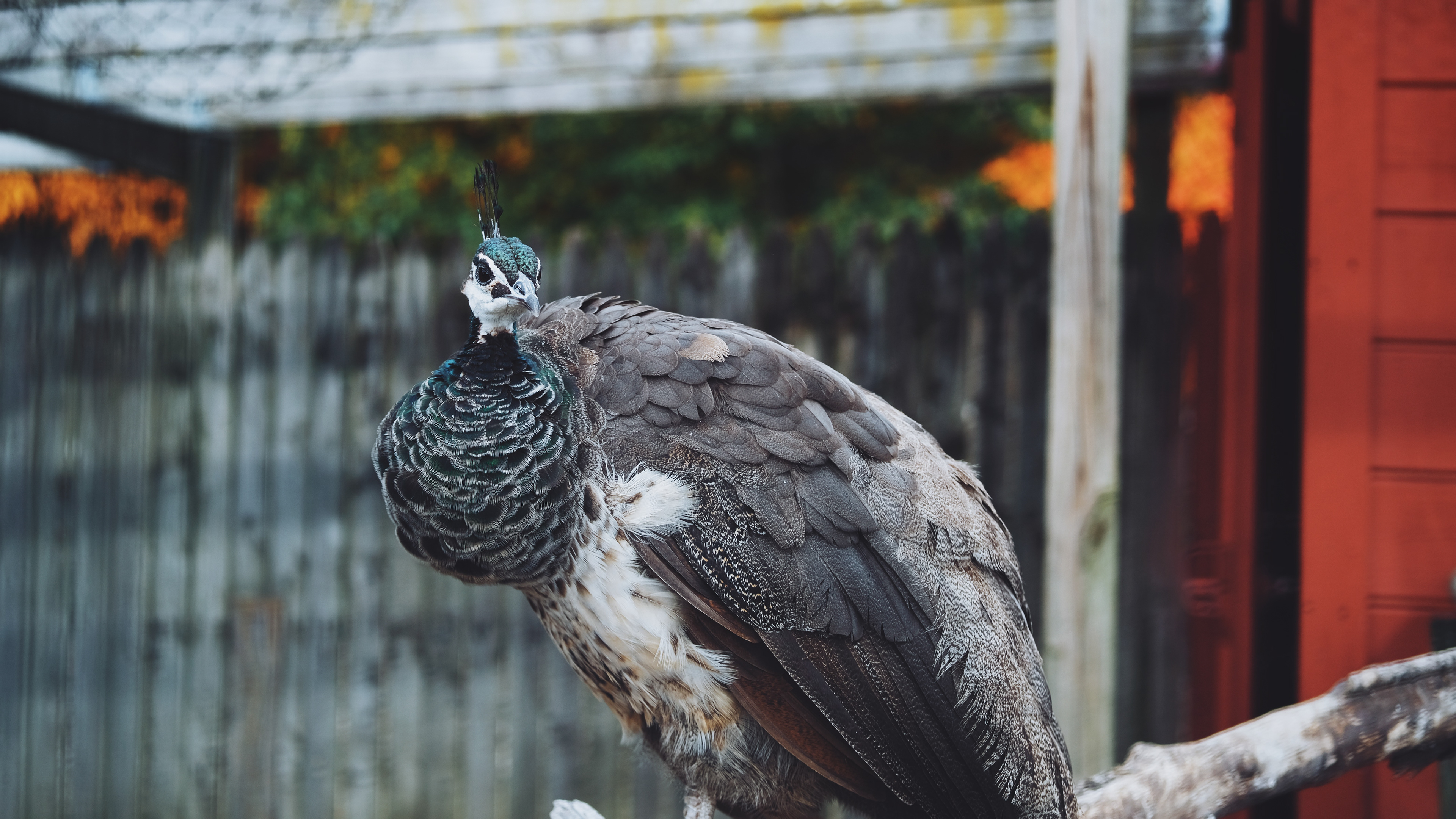 peacock || North Andover, MA || Smolak Farms