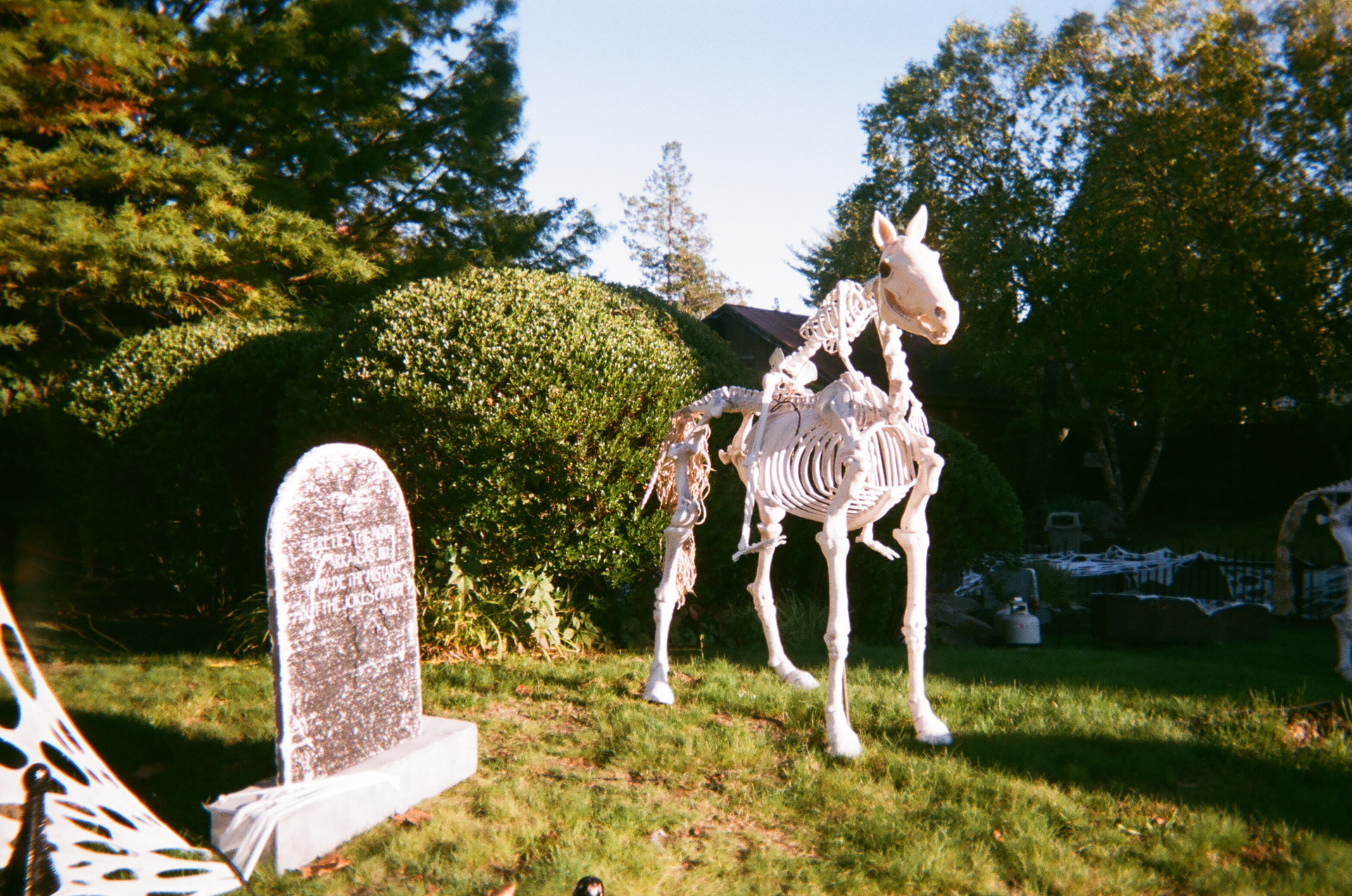 Six Flags New England Fright Fest || Fall 2019 || Agawam, MA || on film