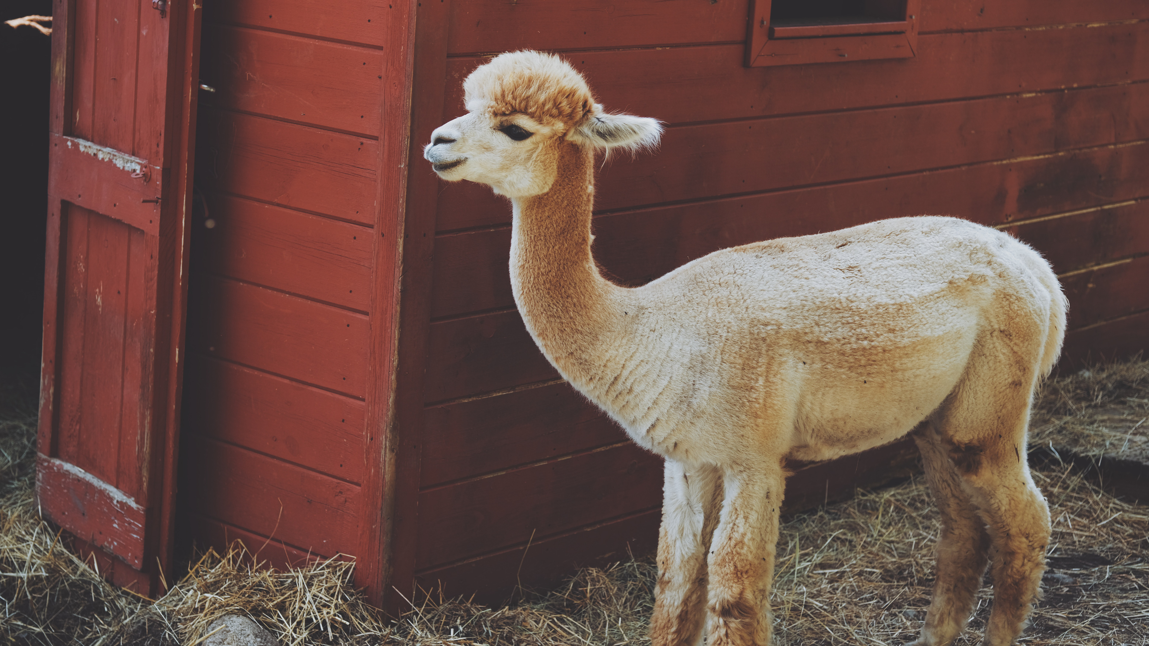 alpaca || North Andover, MA || Smolak Farms
