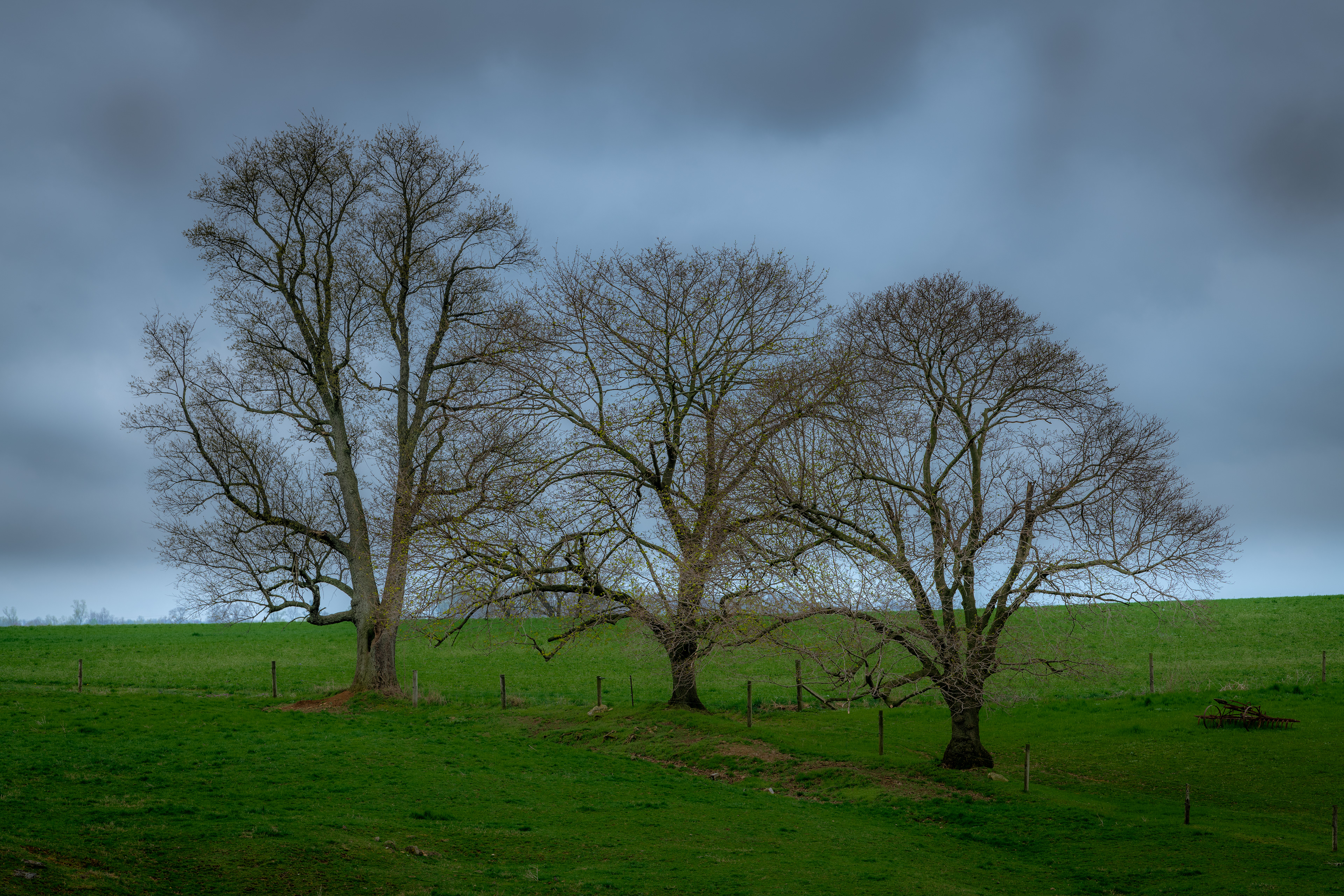Three Trees 2