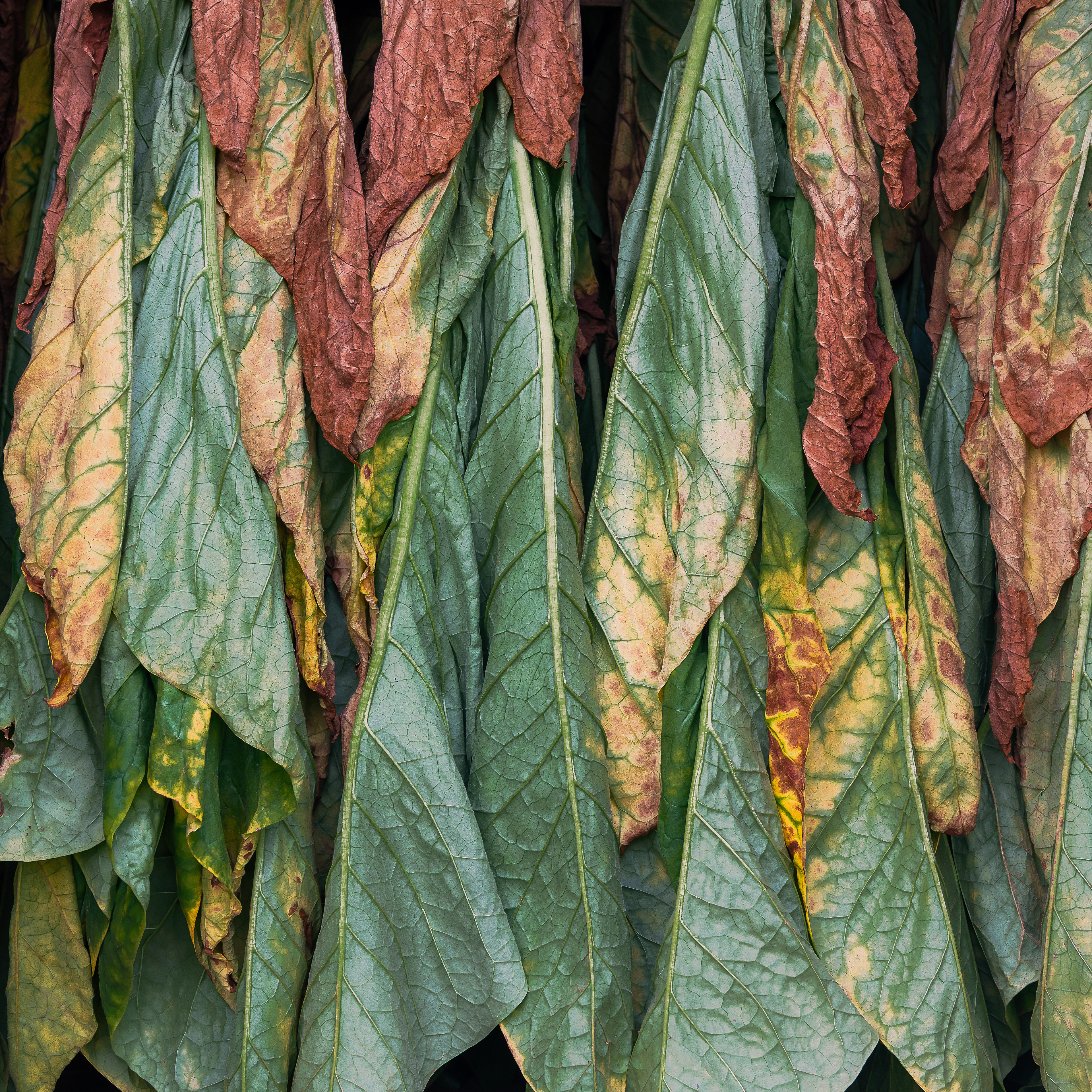Amish Tobacco Drying