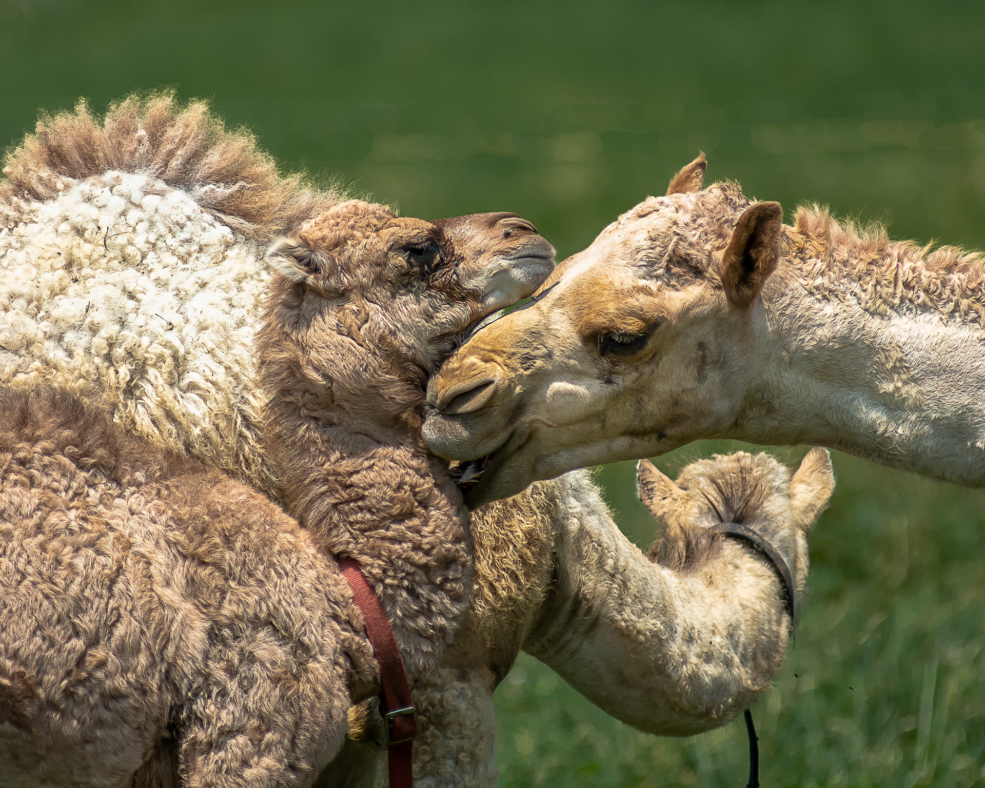 Camels in Pennsylvania, Yes, at the Miller Farm
