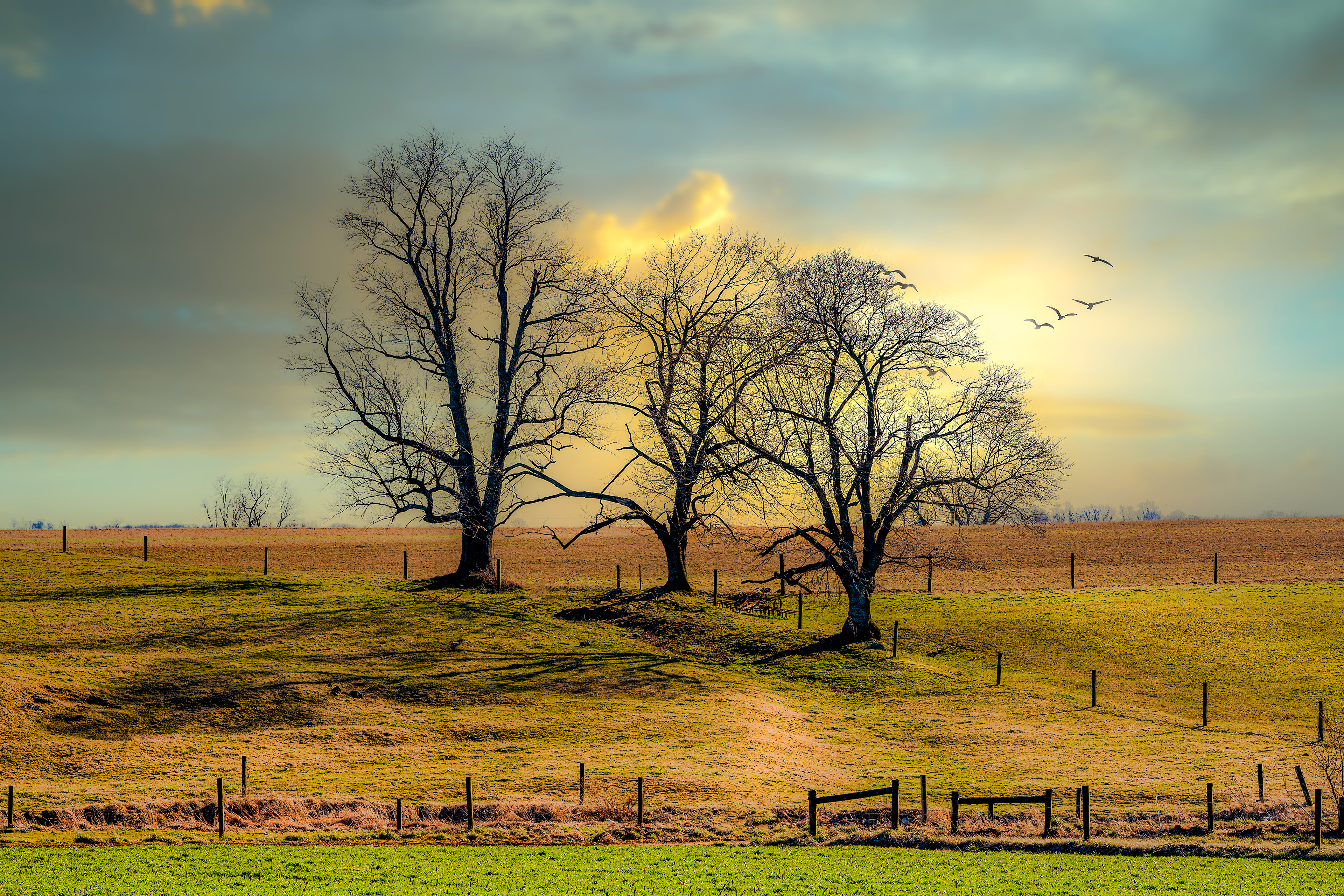 Three Trees