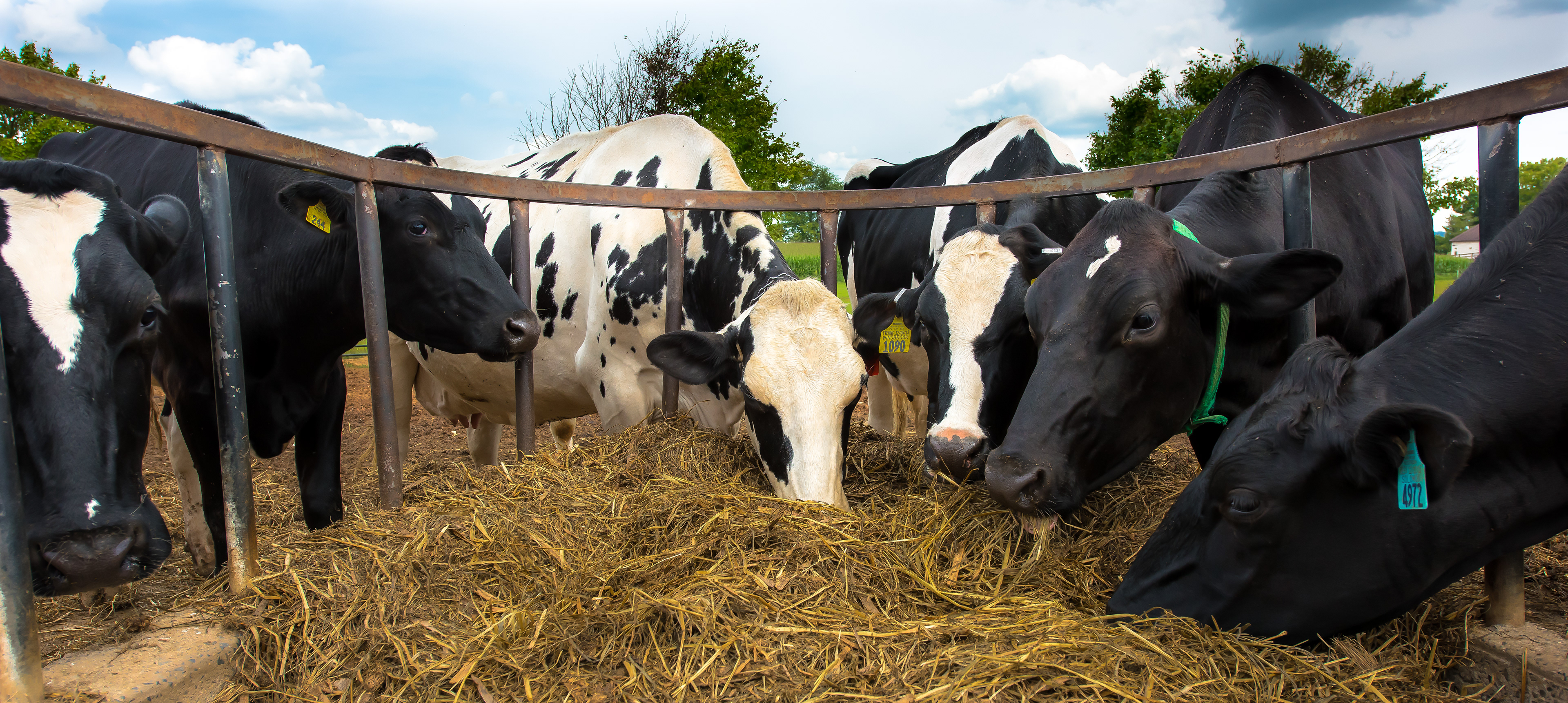 Cow Lunch 2