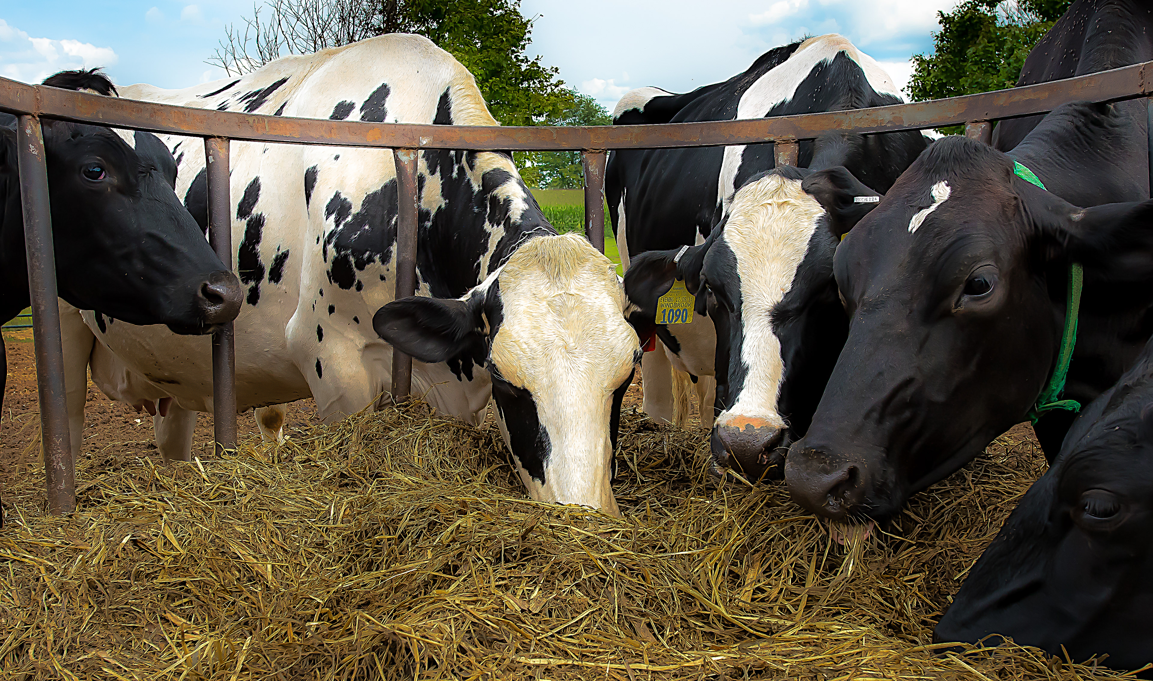 Cow Lunch