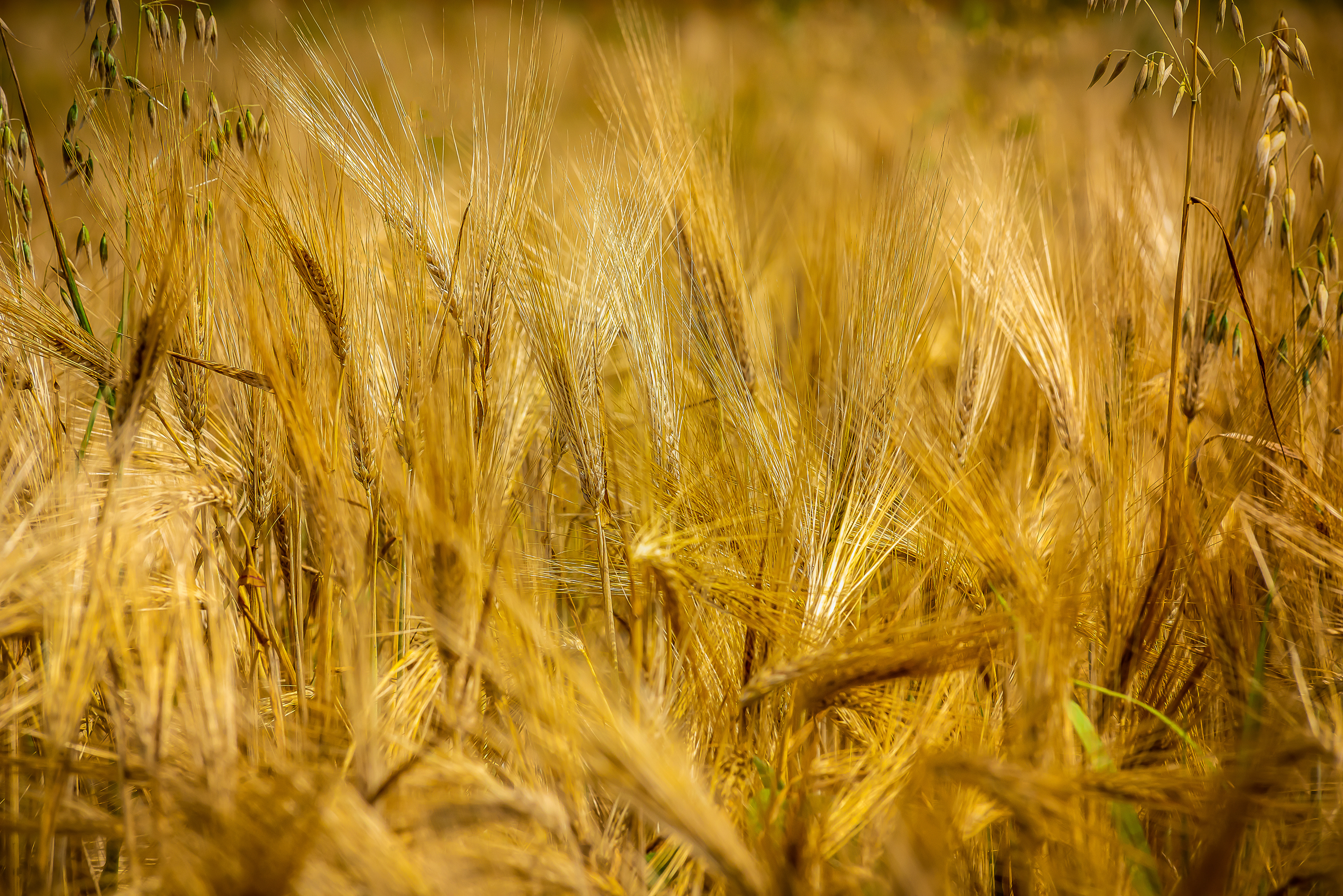 Amish Farm Wheat