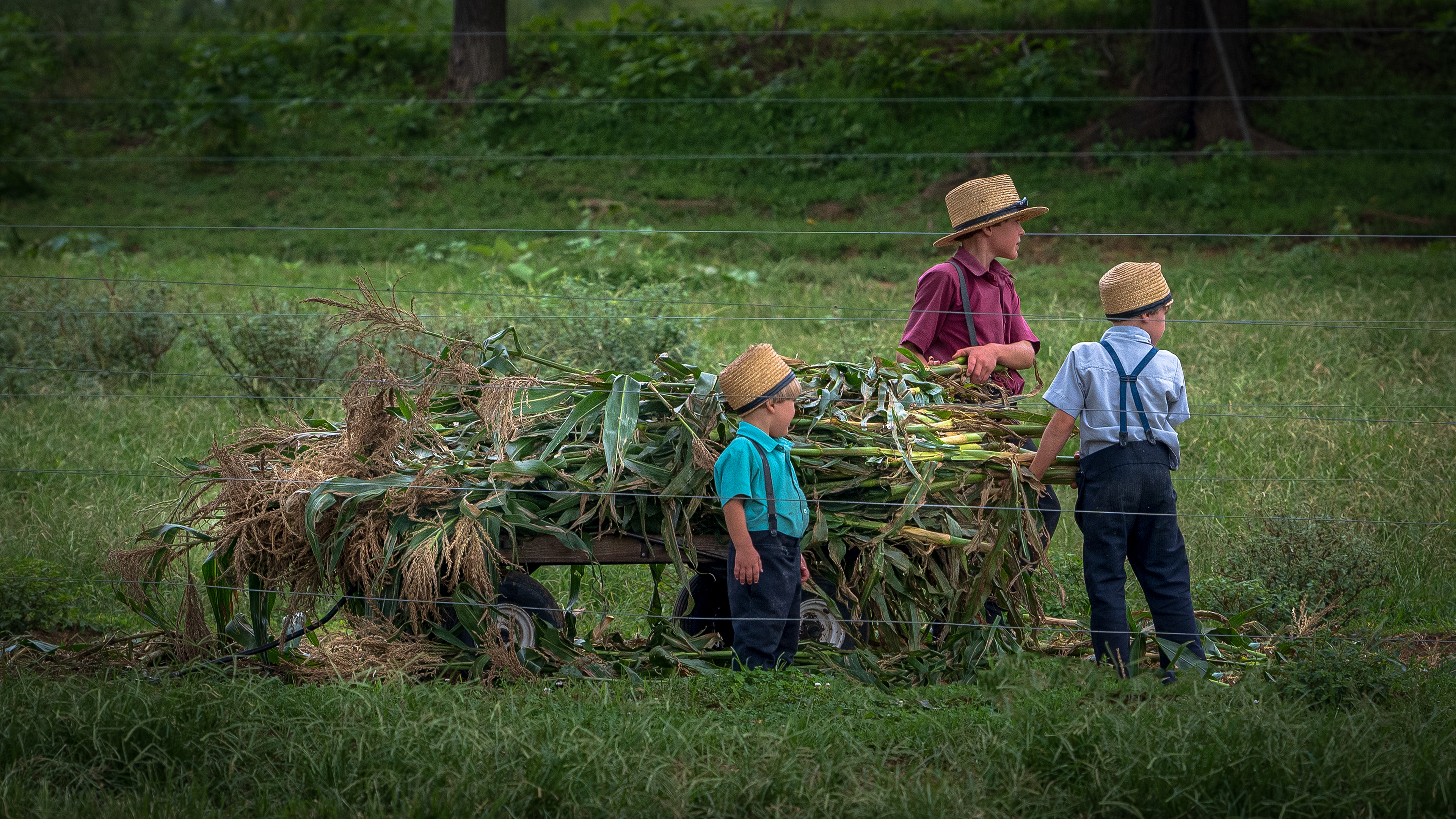 Pennsylvania Amish Harvest