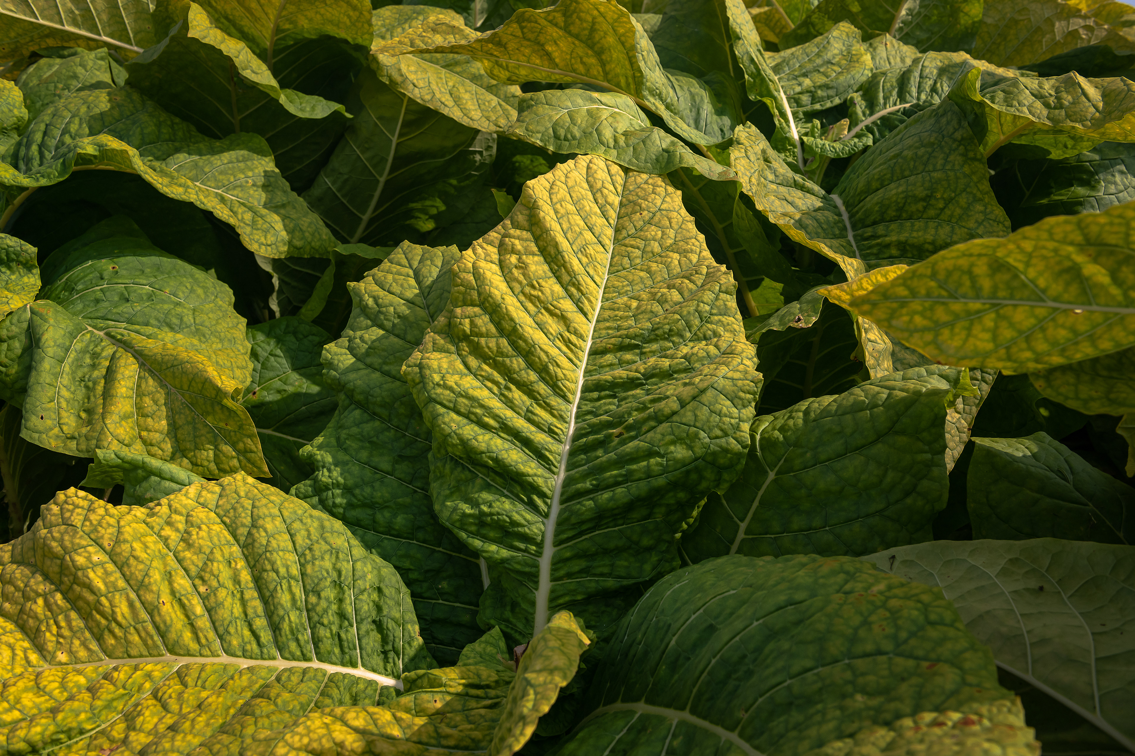 Late August Tobacco