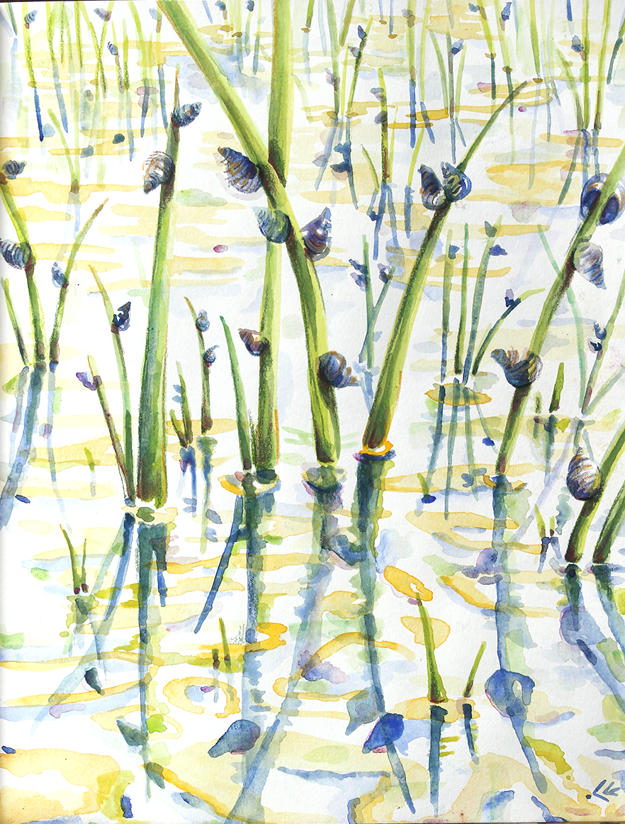 Feild study of snails and spartina