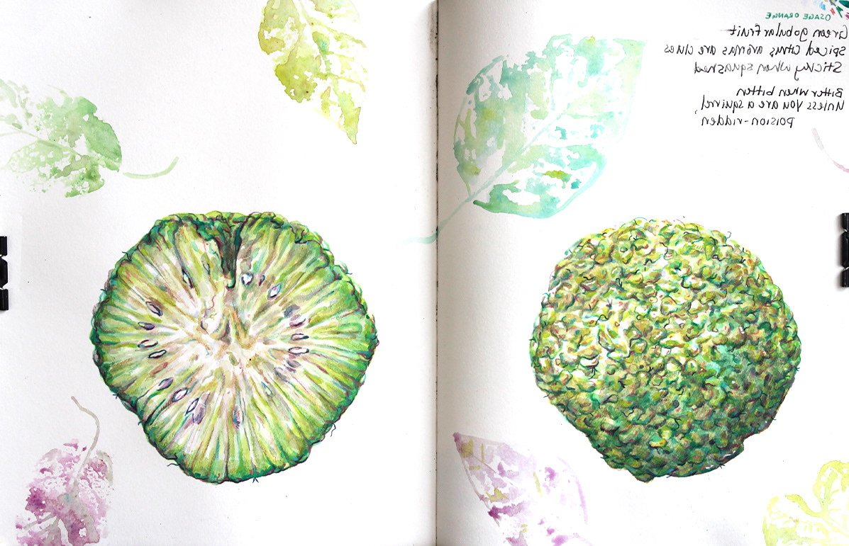 Field study of Osage Orange fruit