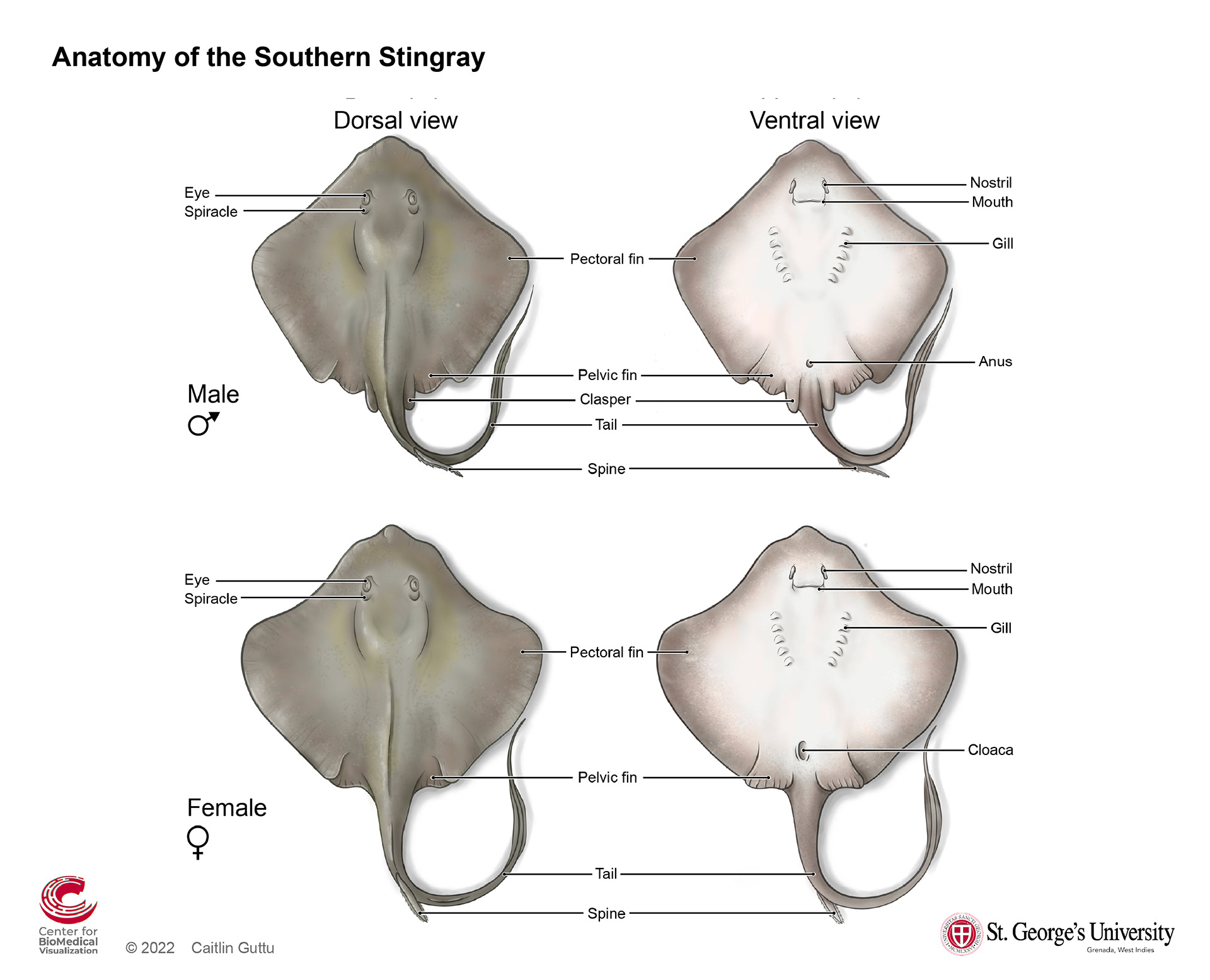 Comparative anatomy of a male and female Southern Stingray
