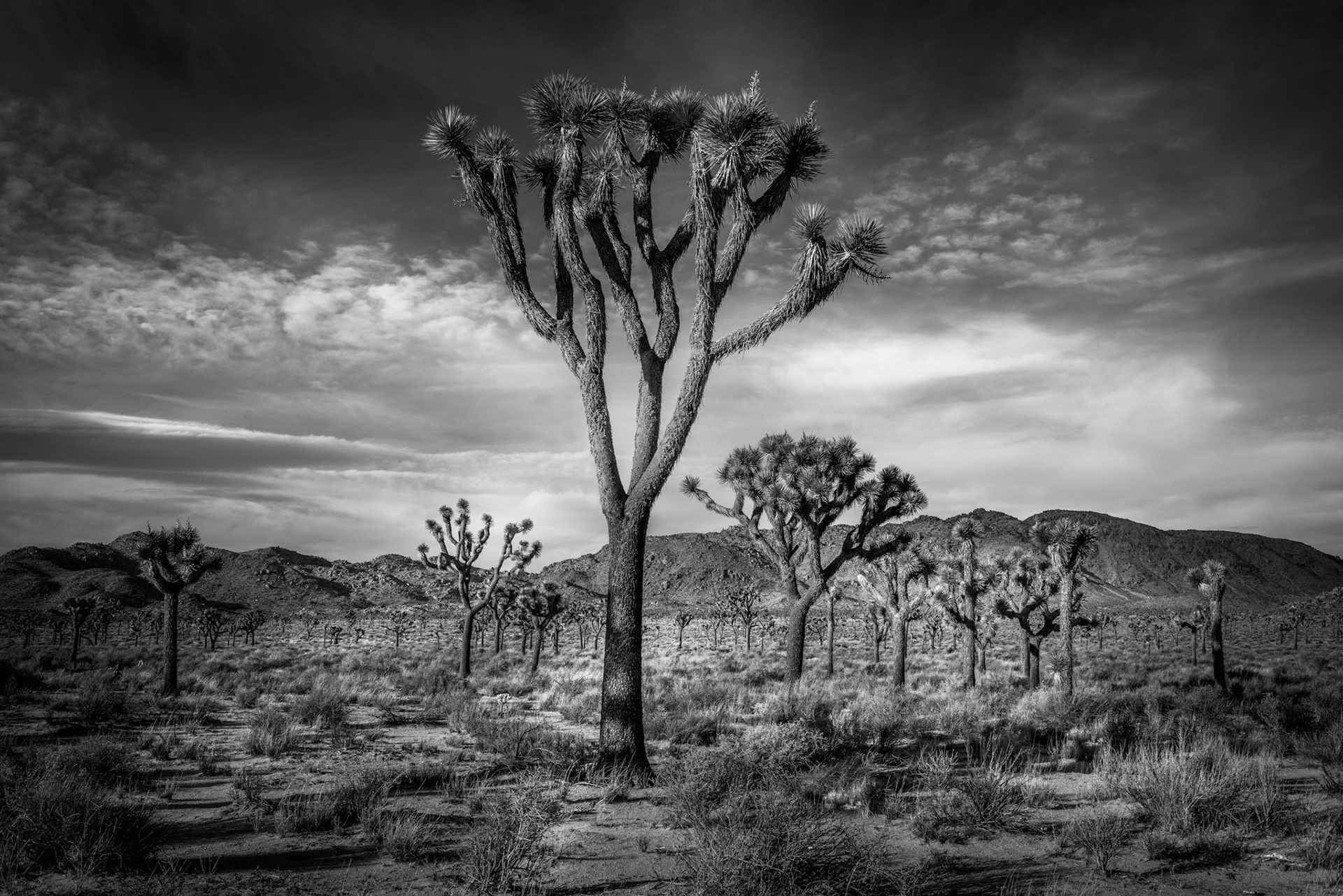 Joshua Tree 2017