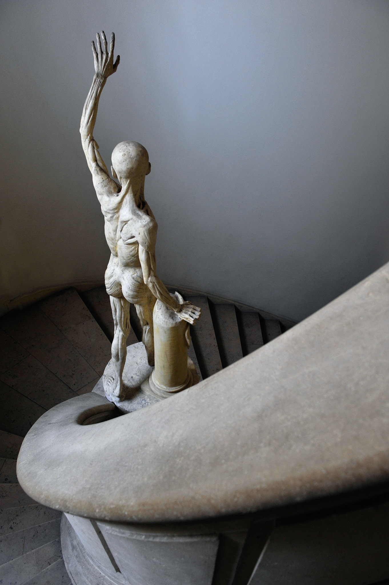 Stairs écorché France 2011