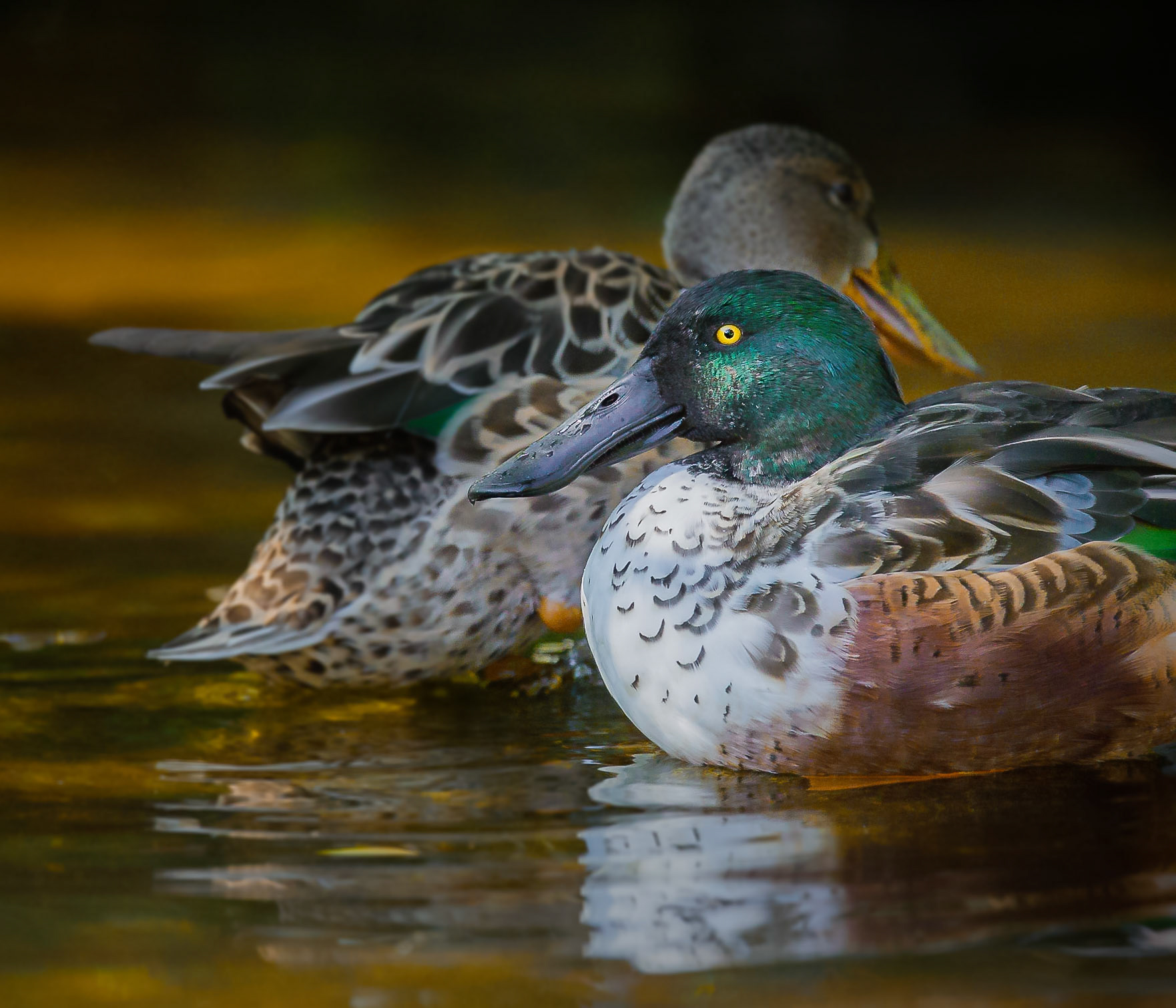 A couple of malard duck on water. Rich tones of golden on water.