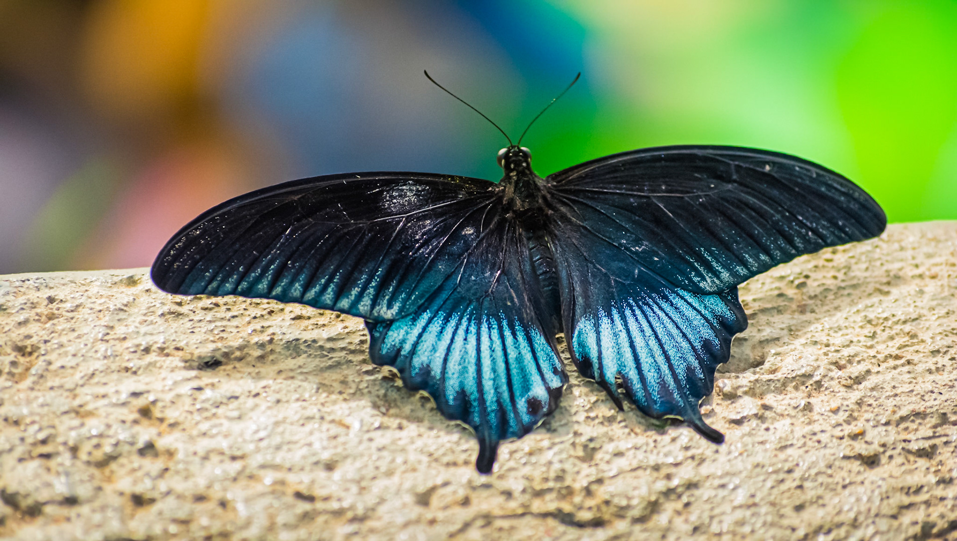 A black and blue butterfly on a multicolored background
