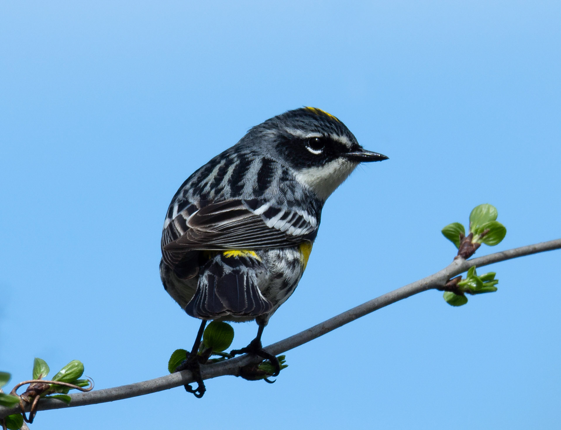 Paruline à croupion jaune sur un ciel bleu, regarde du côté droit. Ciel clair uniforme, au printemps