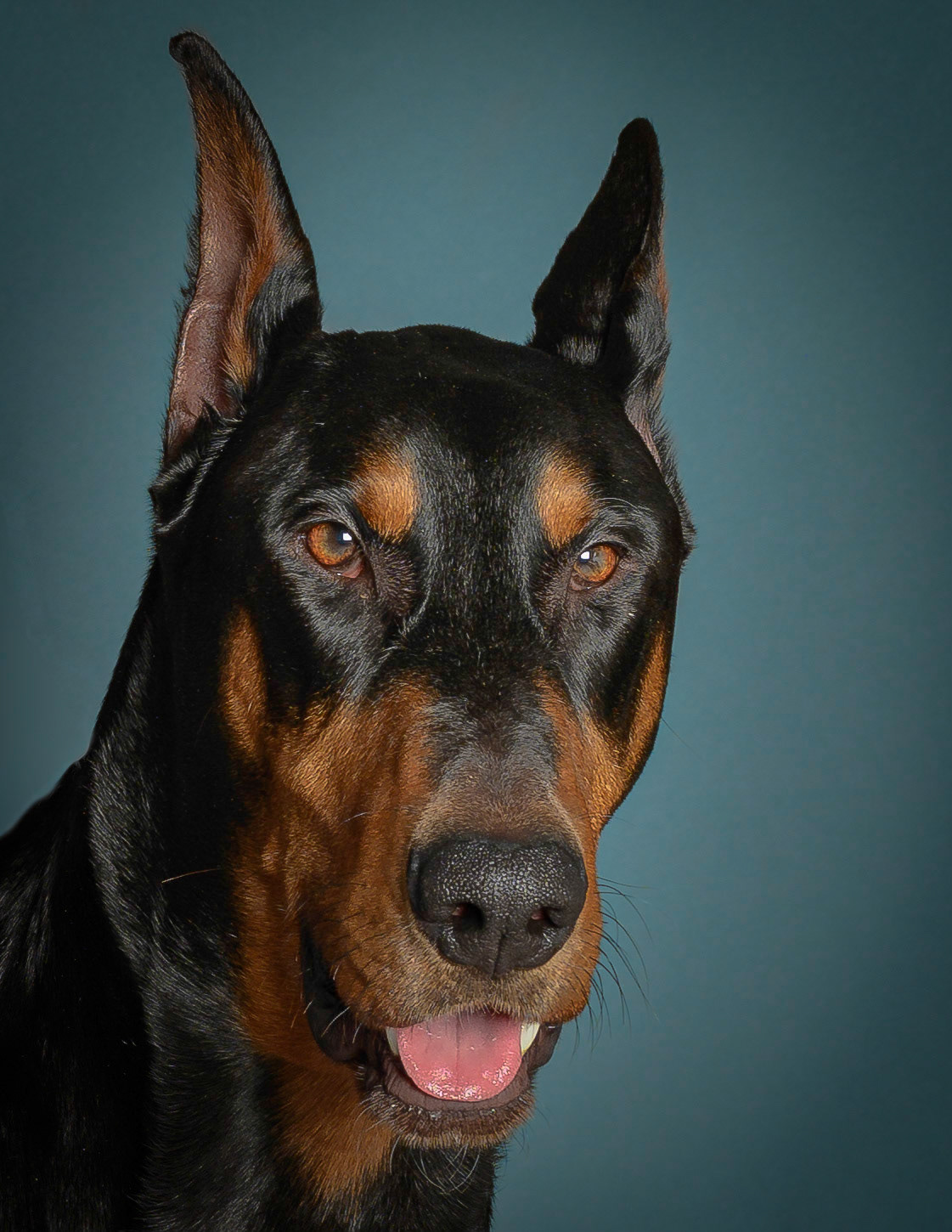 Doberman fond vert